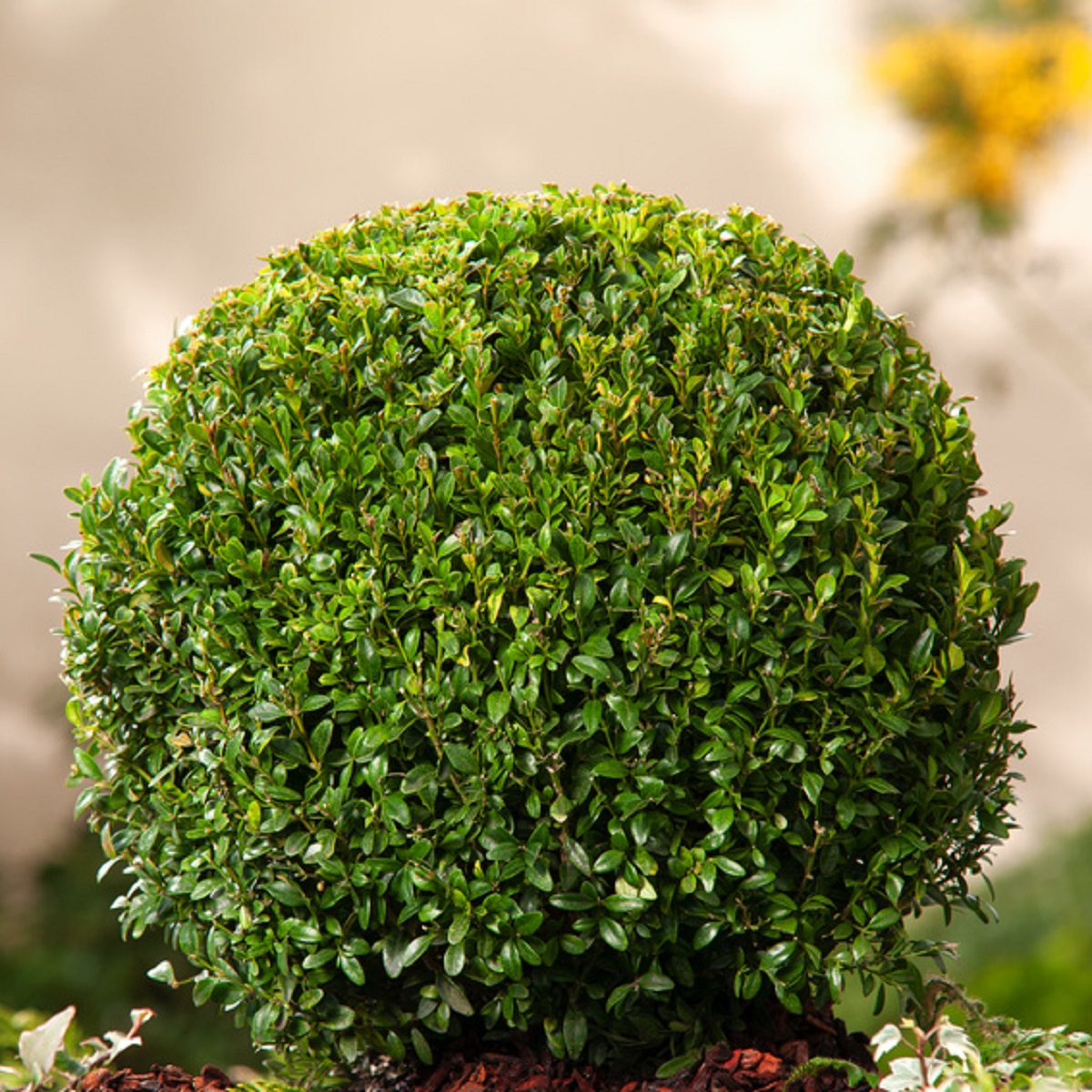 Buxus sempervirens ball 70-75cm 20L