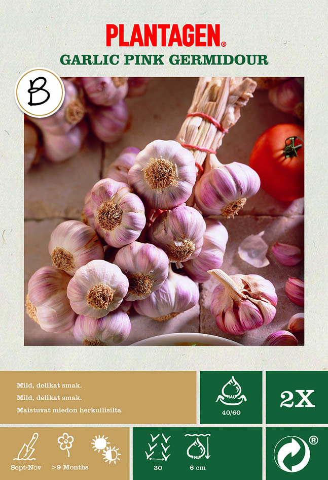 Vitlök 'Pink Germadour'