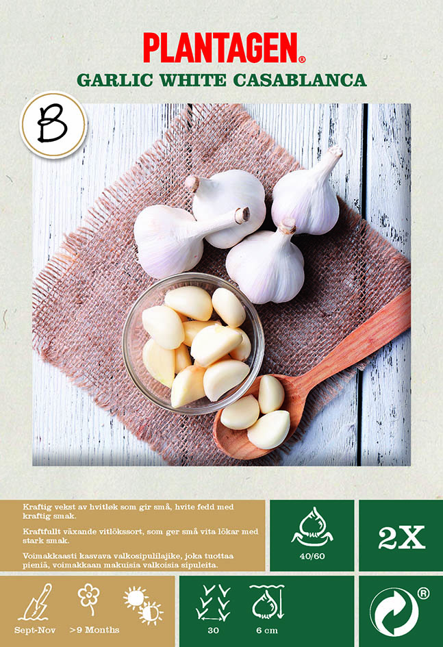 Garlic White Casablanca