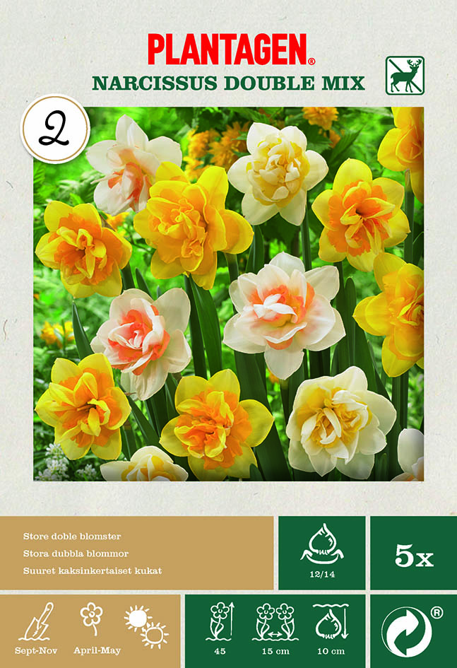 Påskelilje dobbel miks