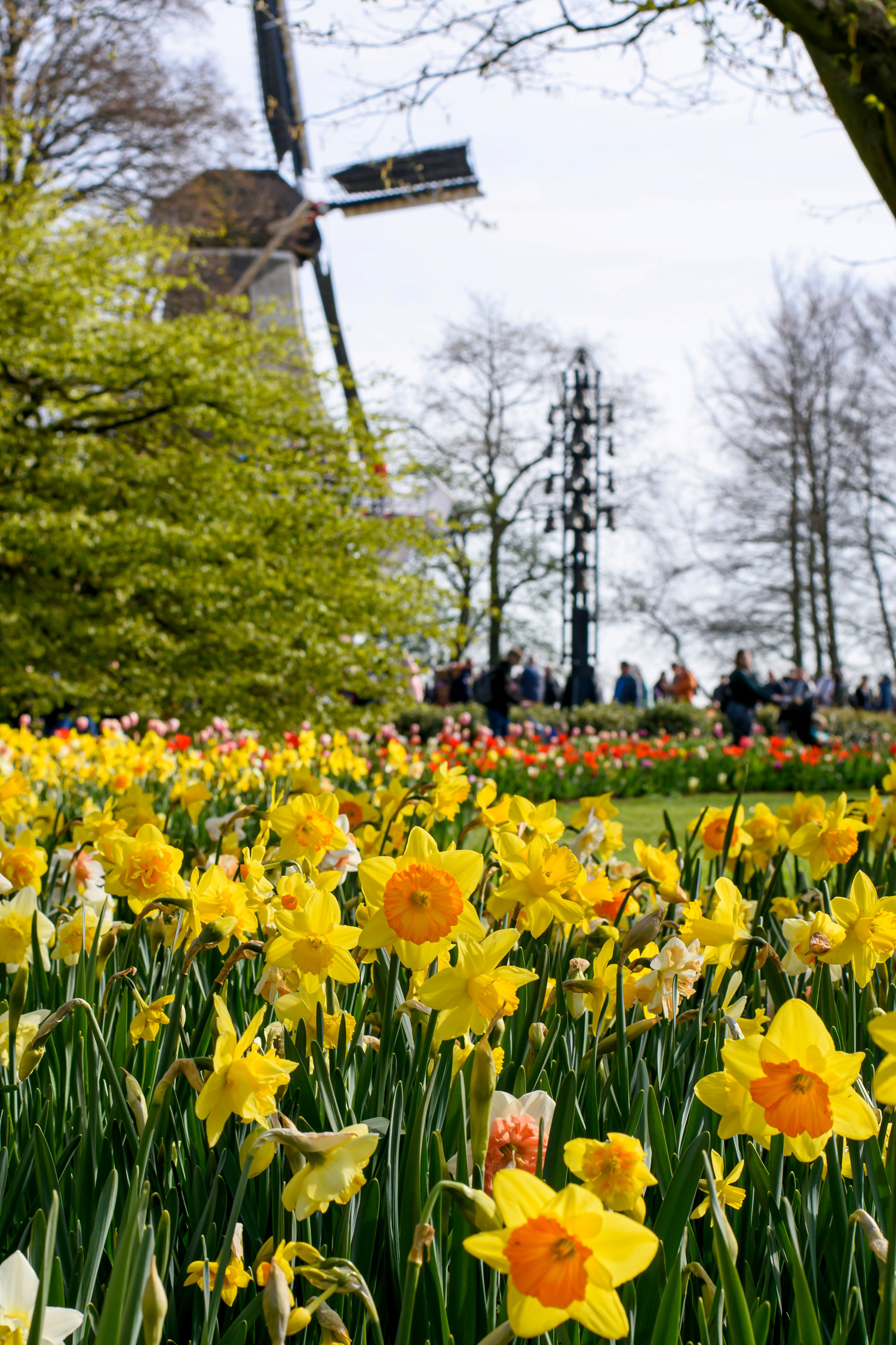 Påskelilje dobbel miks