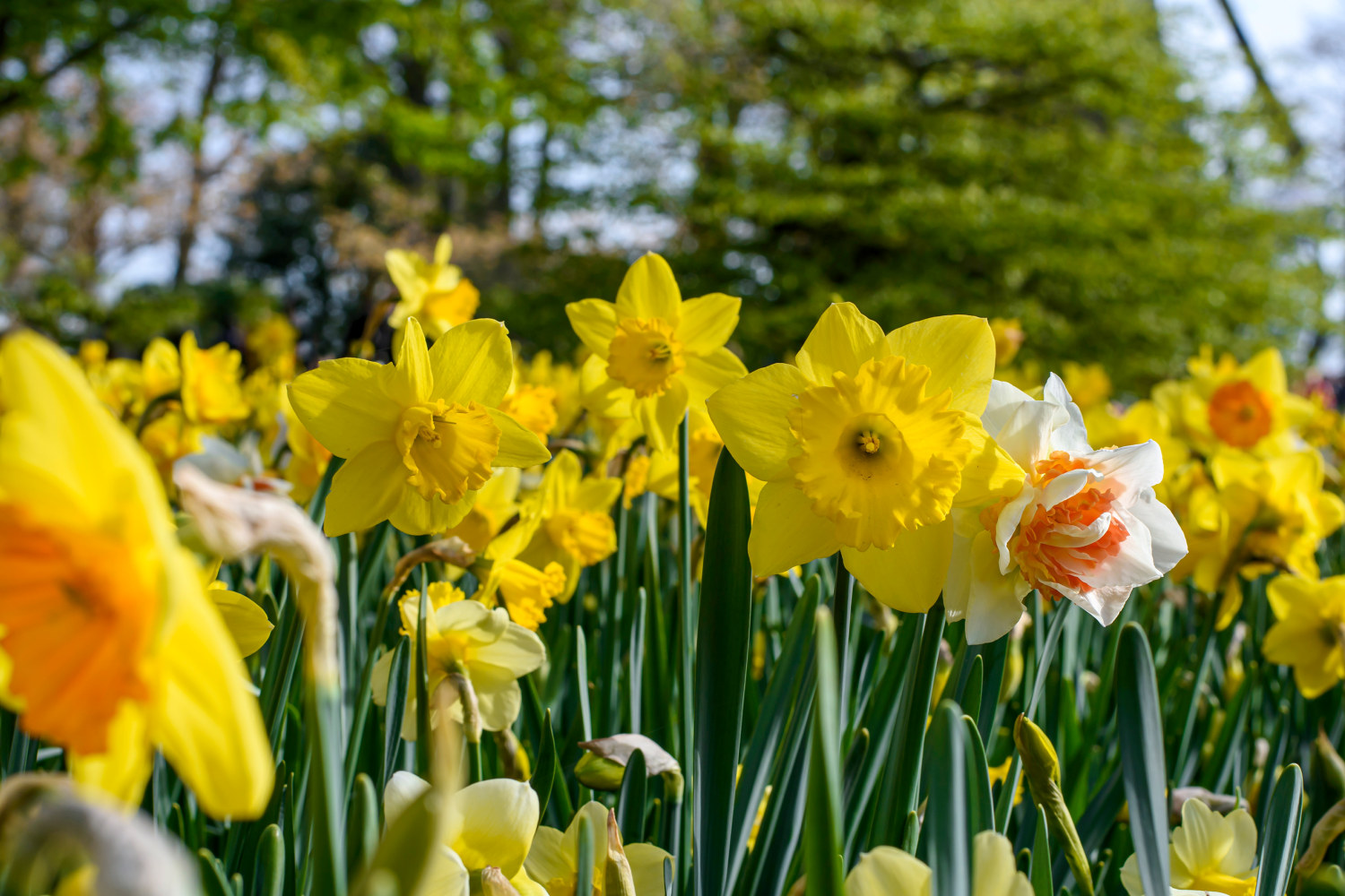 Påskelilje dobbel miks