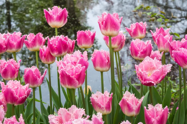 Franstulpan Dallas - 6 St