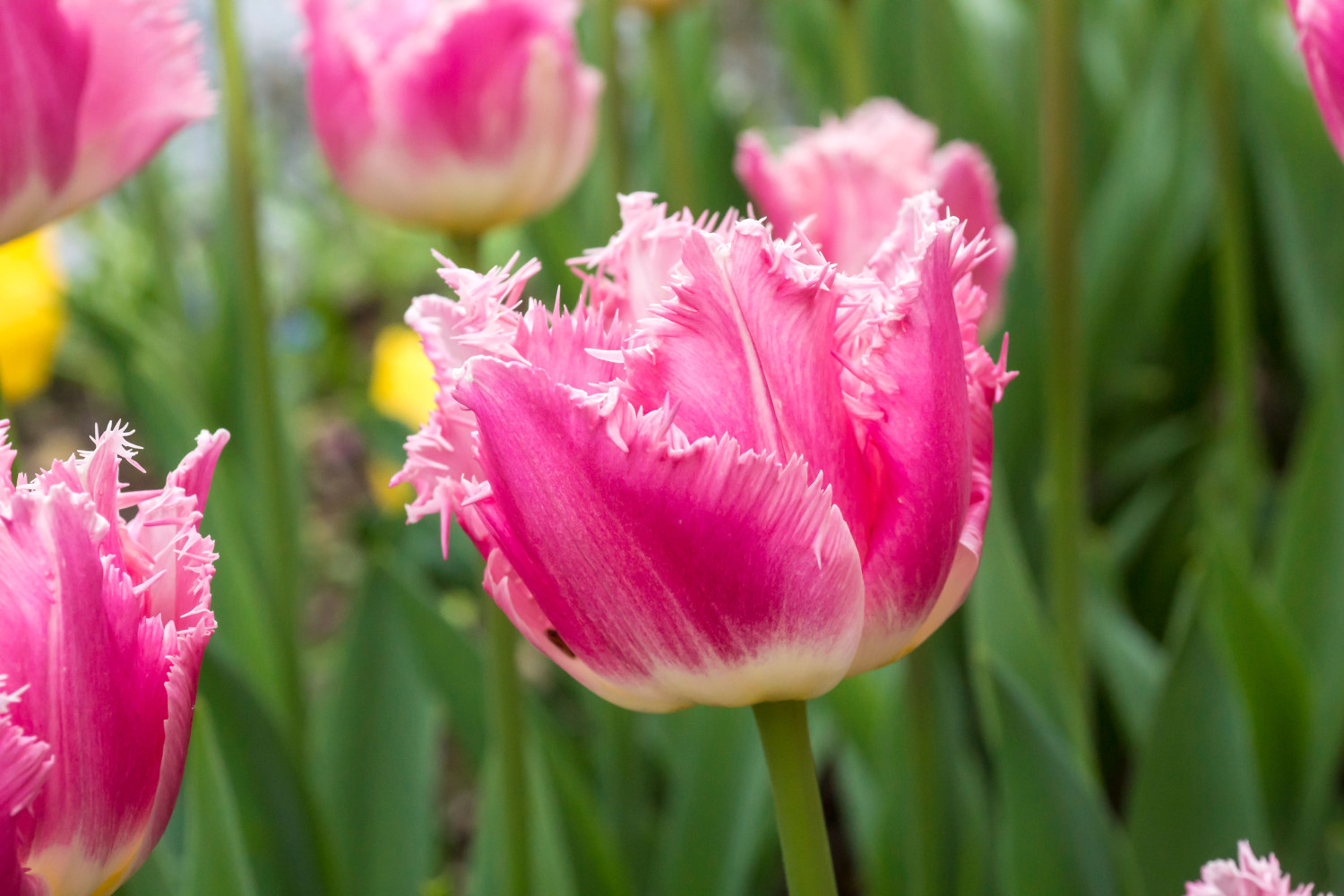 Tulipan 'Dallas' - 6 stk