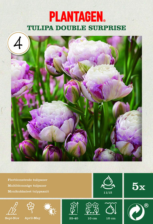 Tulpan 'Double Surprise'