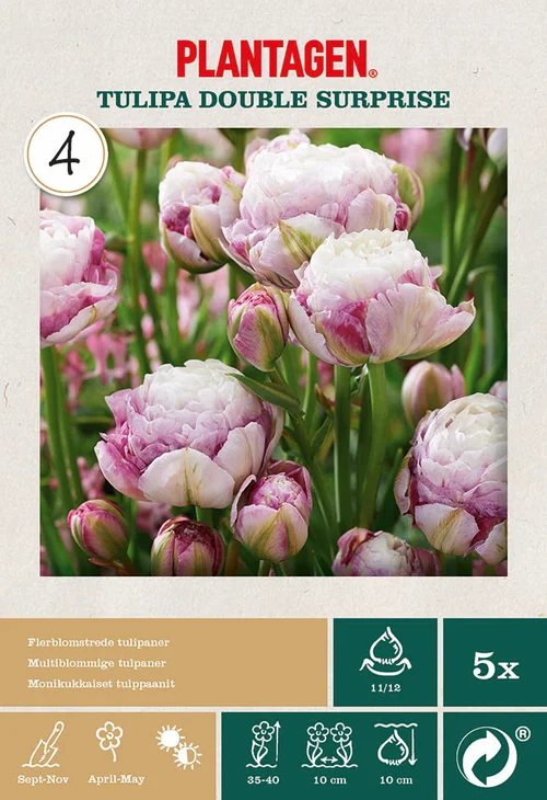 Tulpan Double Surprise