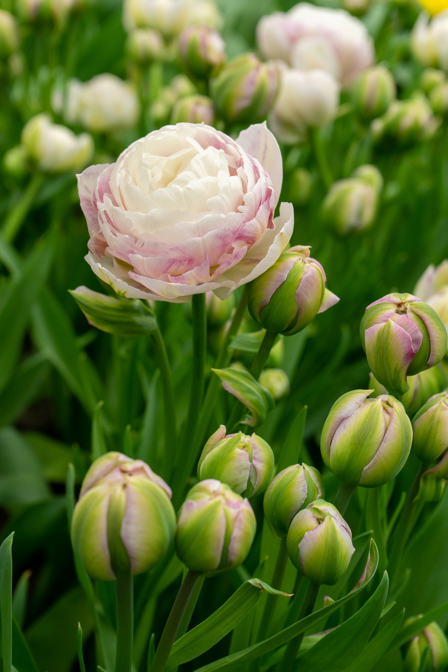 Tulpan 'Double Surprise'