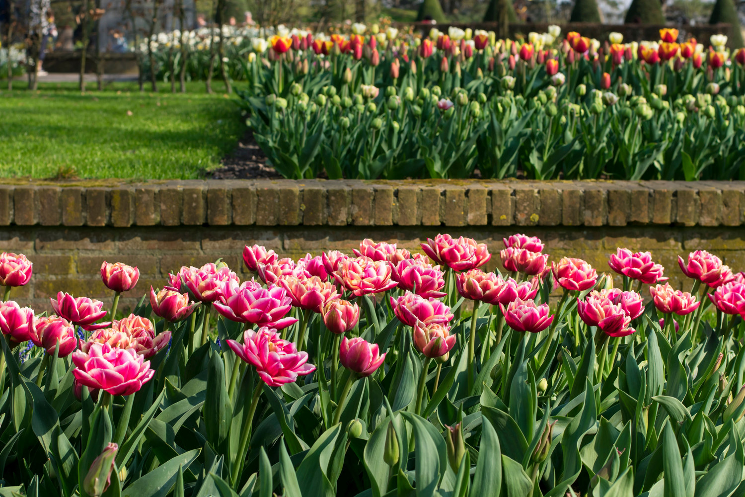 Tulpan 'Columbus' - 6 st