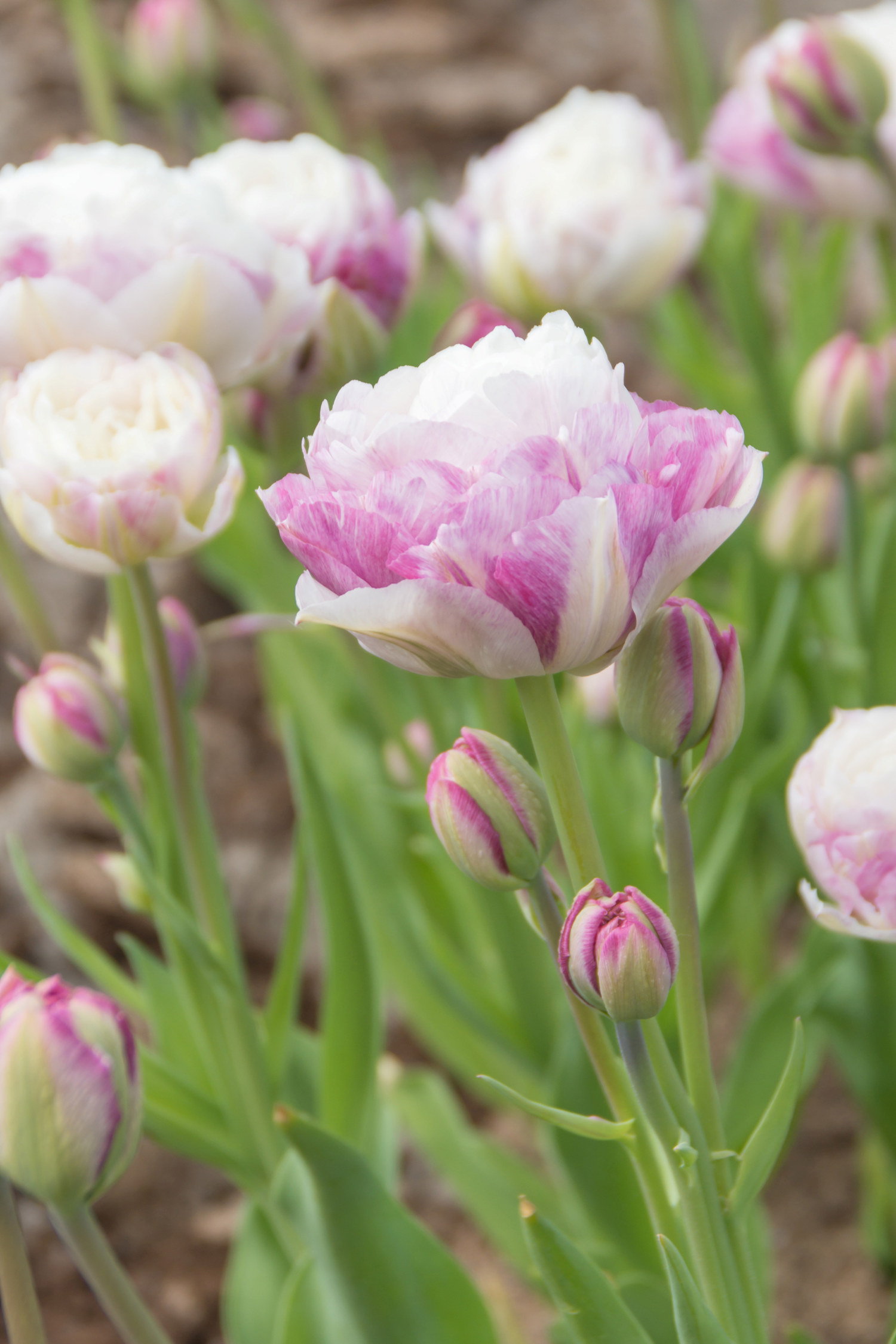 Tulpan 'Double Surprise'