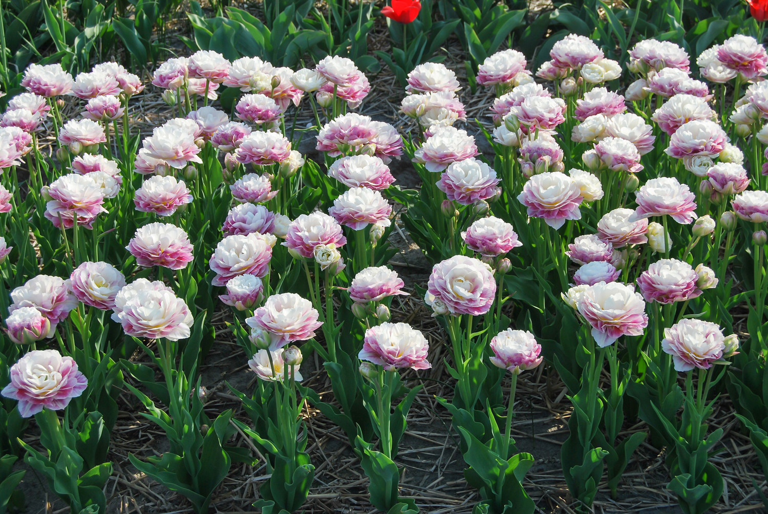 Tulpan 'Double Surprise'