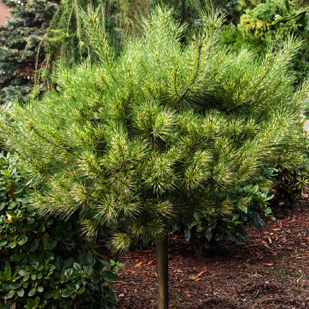 Pinus densiflora 'Low Glow' 60cm stem 46CM