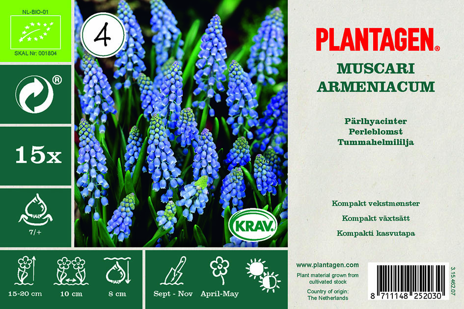 Muscari Armeniacum Blue (BIO)