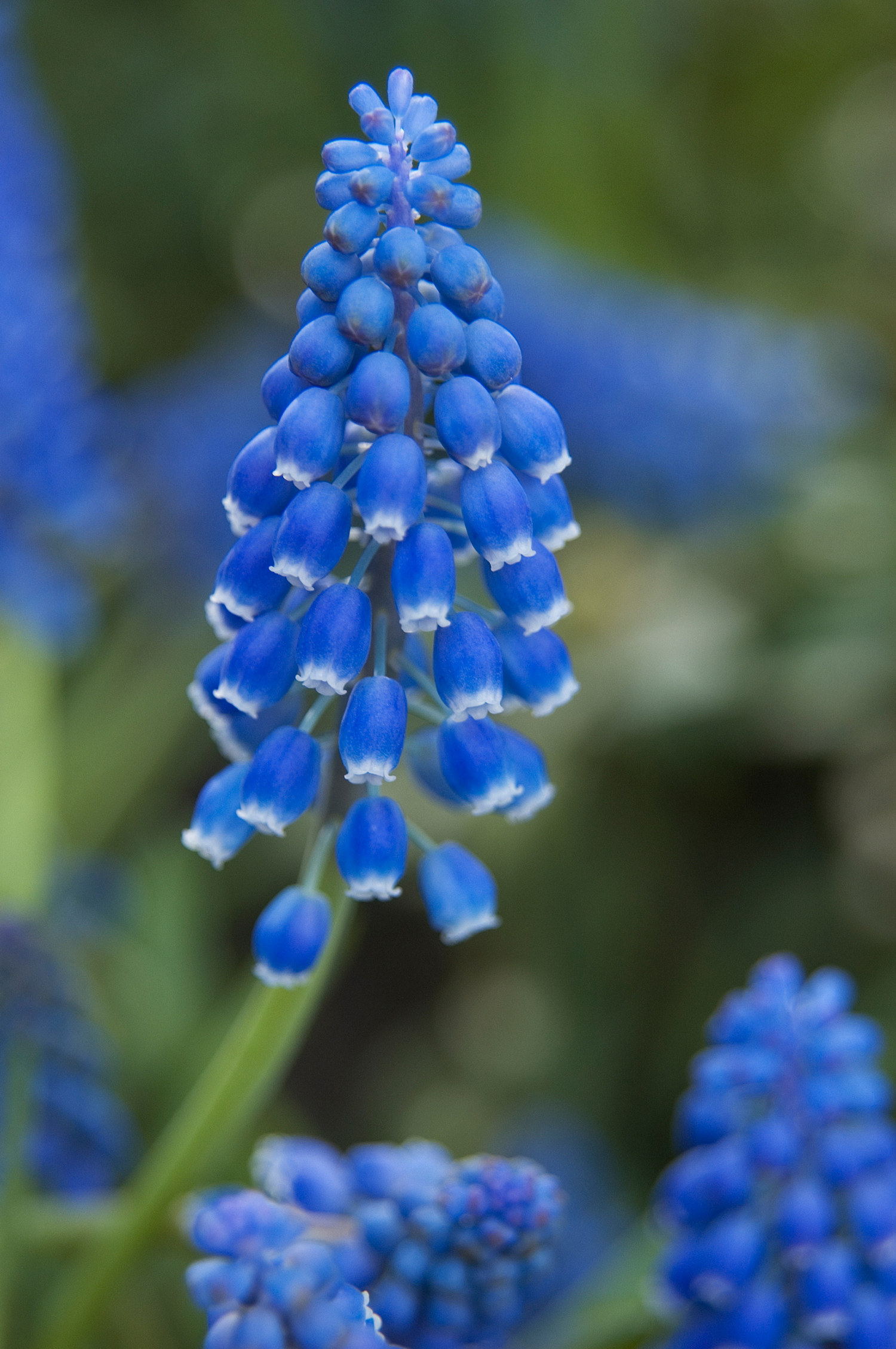 Muscari Armeniacum Blue (BIO)