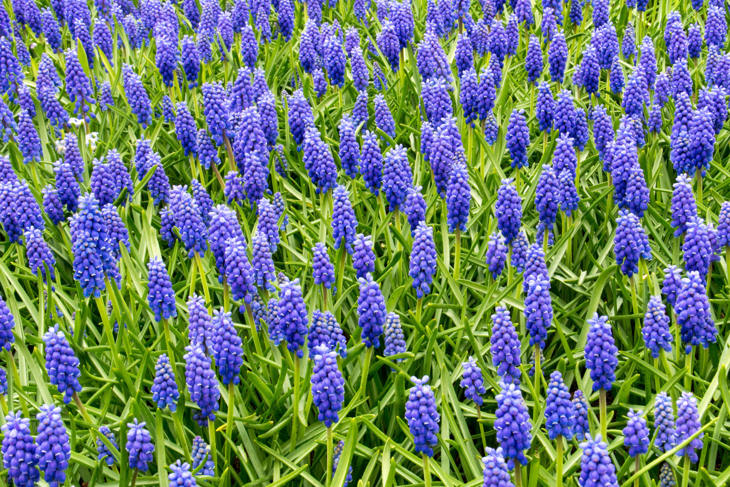 Muscari Armeniacum Blue (BIO)