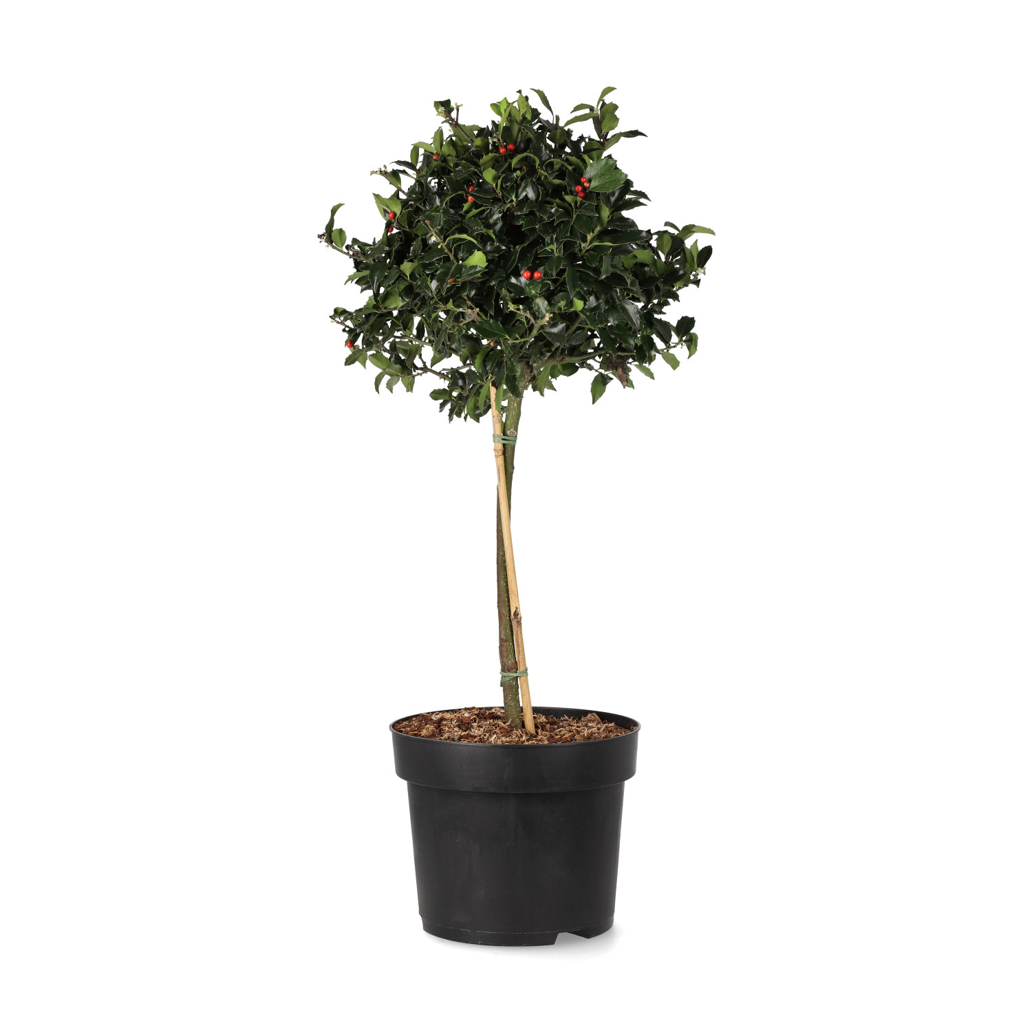 Blå järnek BLUE MAID på stam