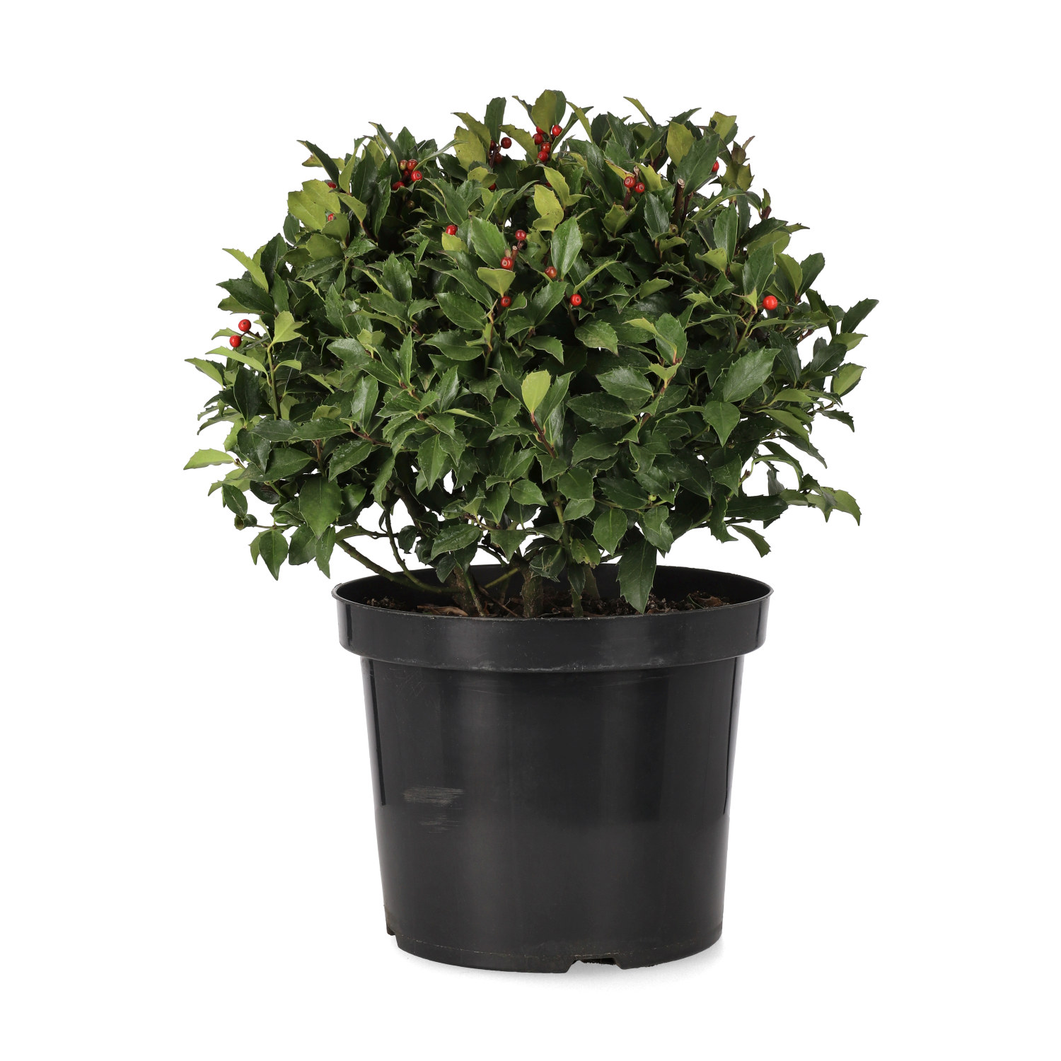 Ilex meserveae 'Blue Maid' 28 cm