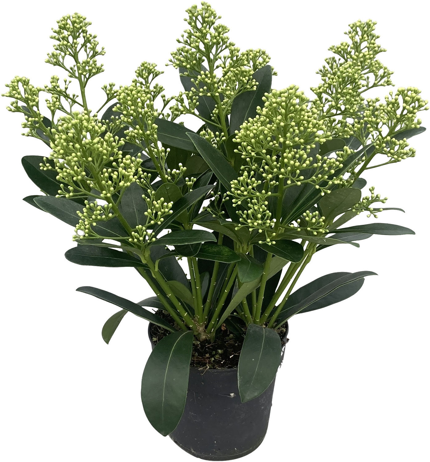 Skimmia j. 'Finchy' 9+ 10,5 cm