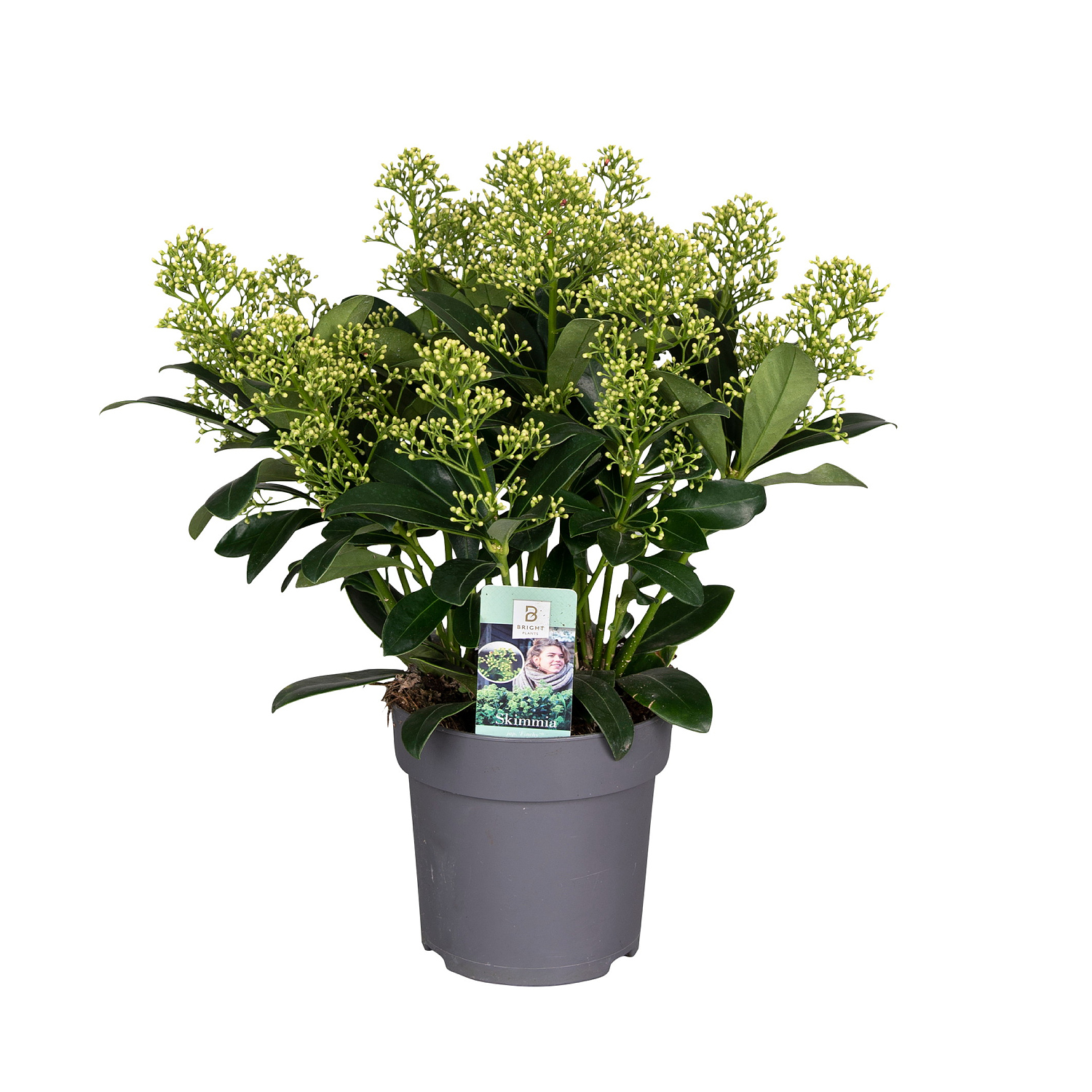 Skimmia j. 'Finchy' 15+ 15 cm