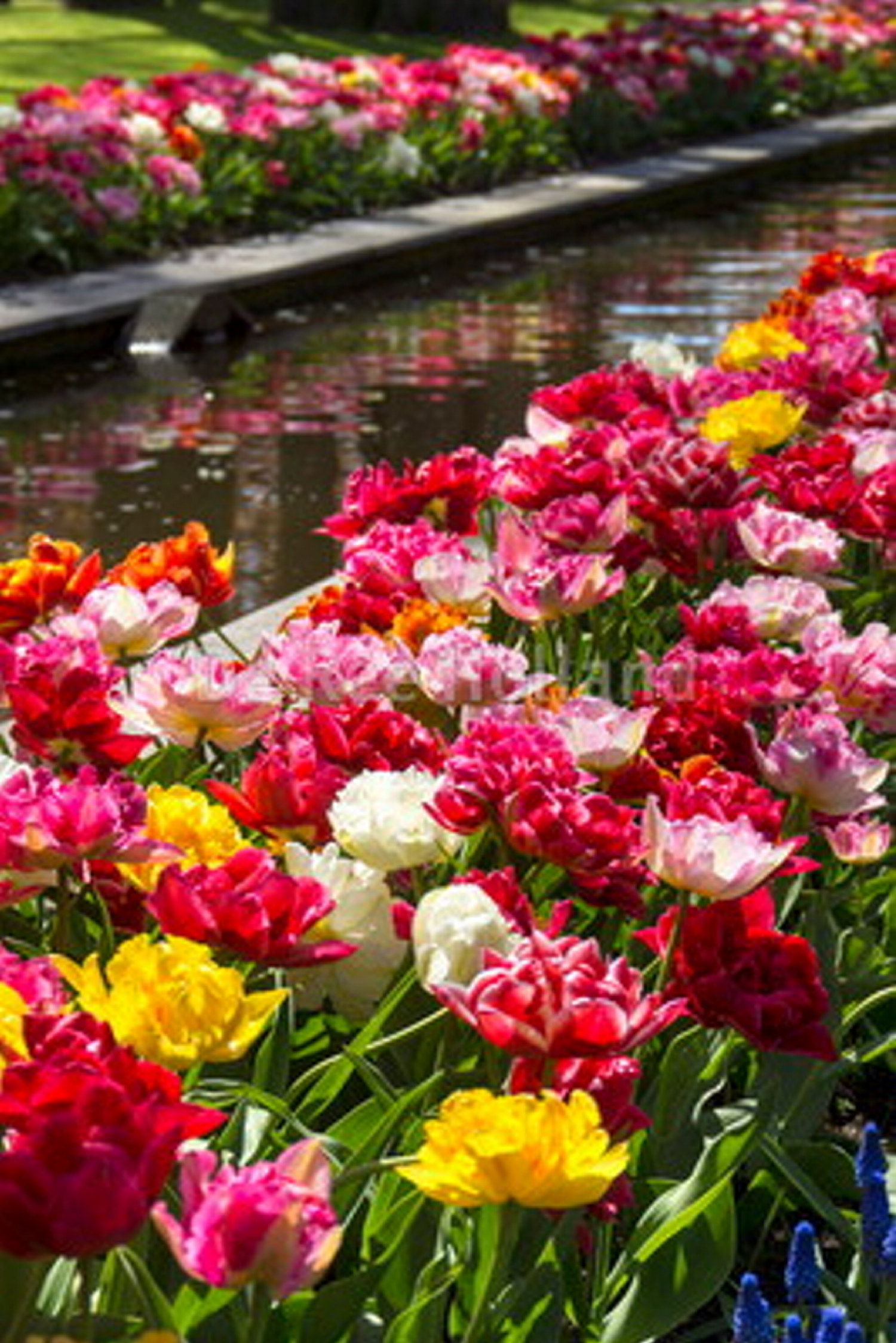 Tulpanblandning Double Late - 6 st