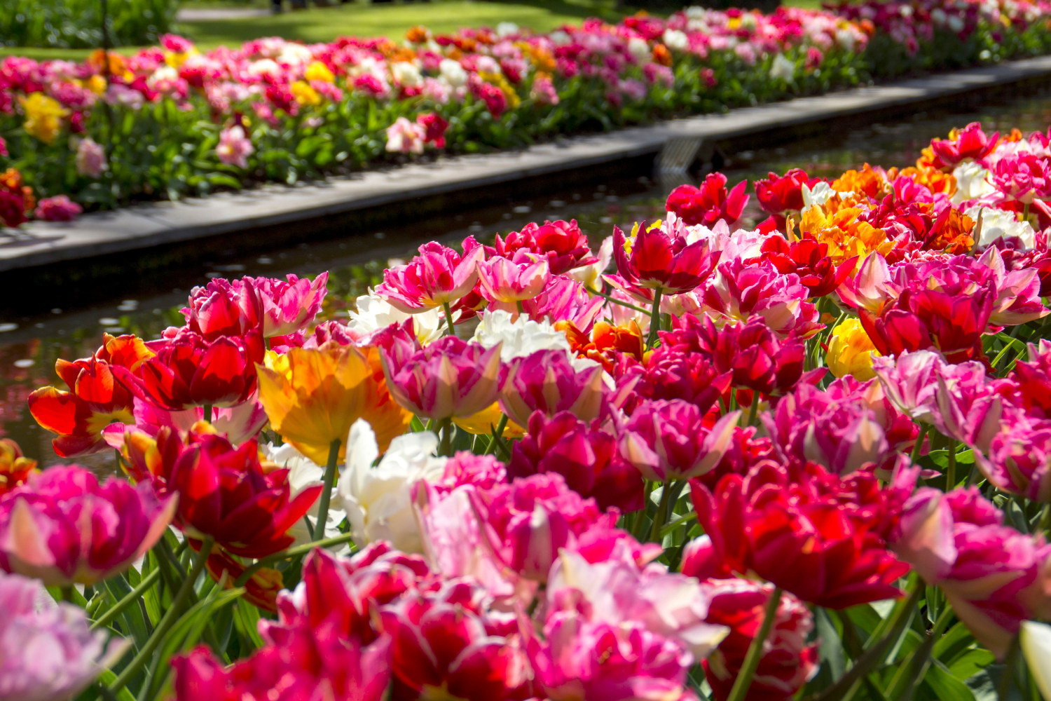 Tulpanblandning Double Late - 6 st