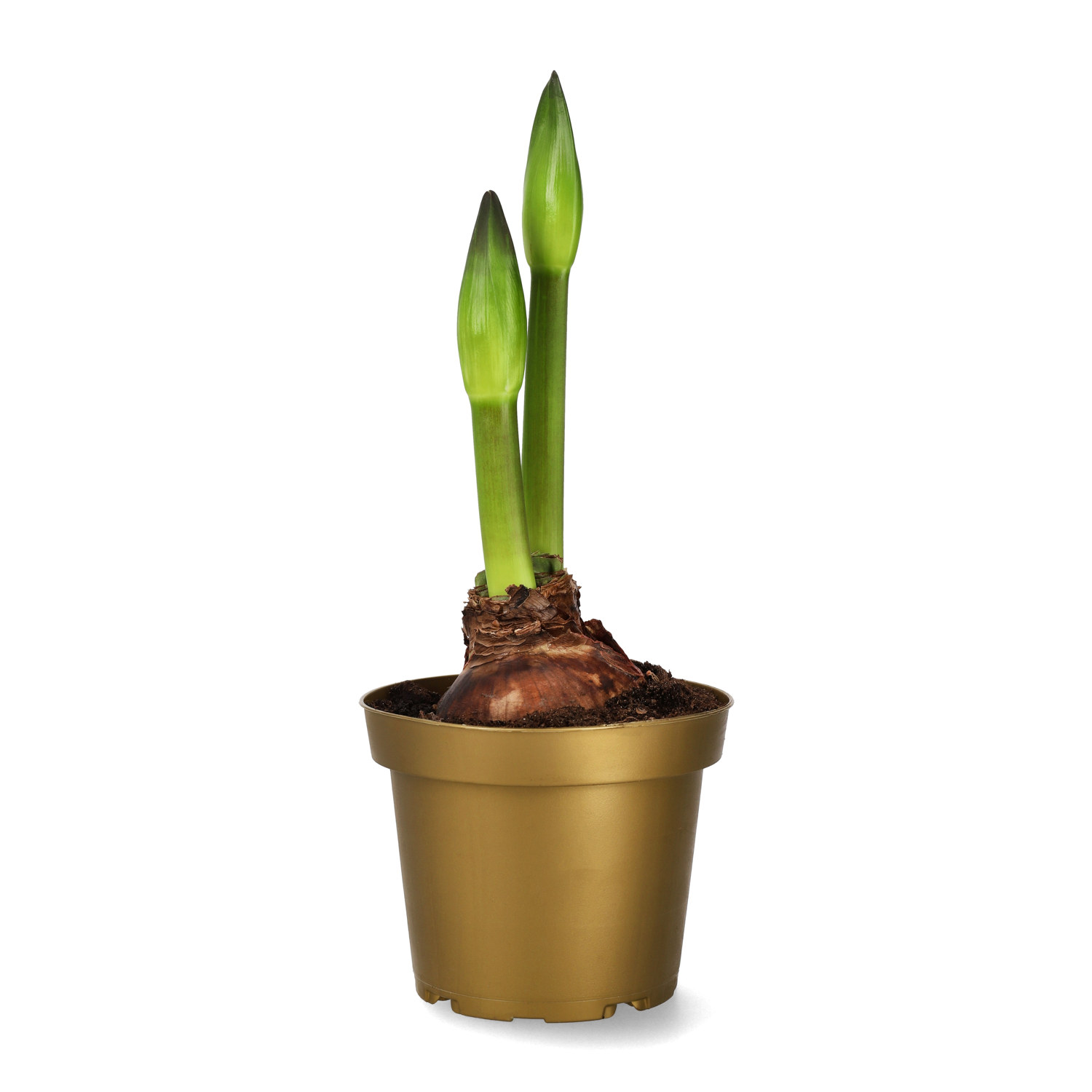 Hippeastrum 30+ 'Minerva' 14 cm