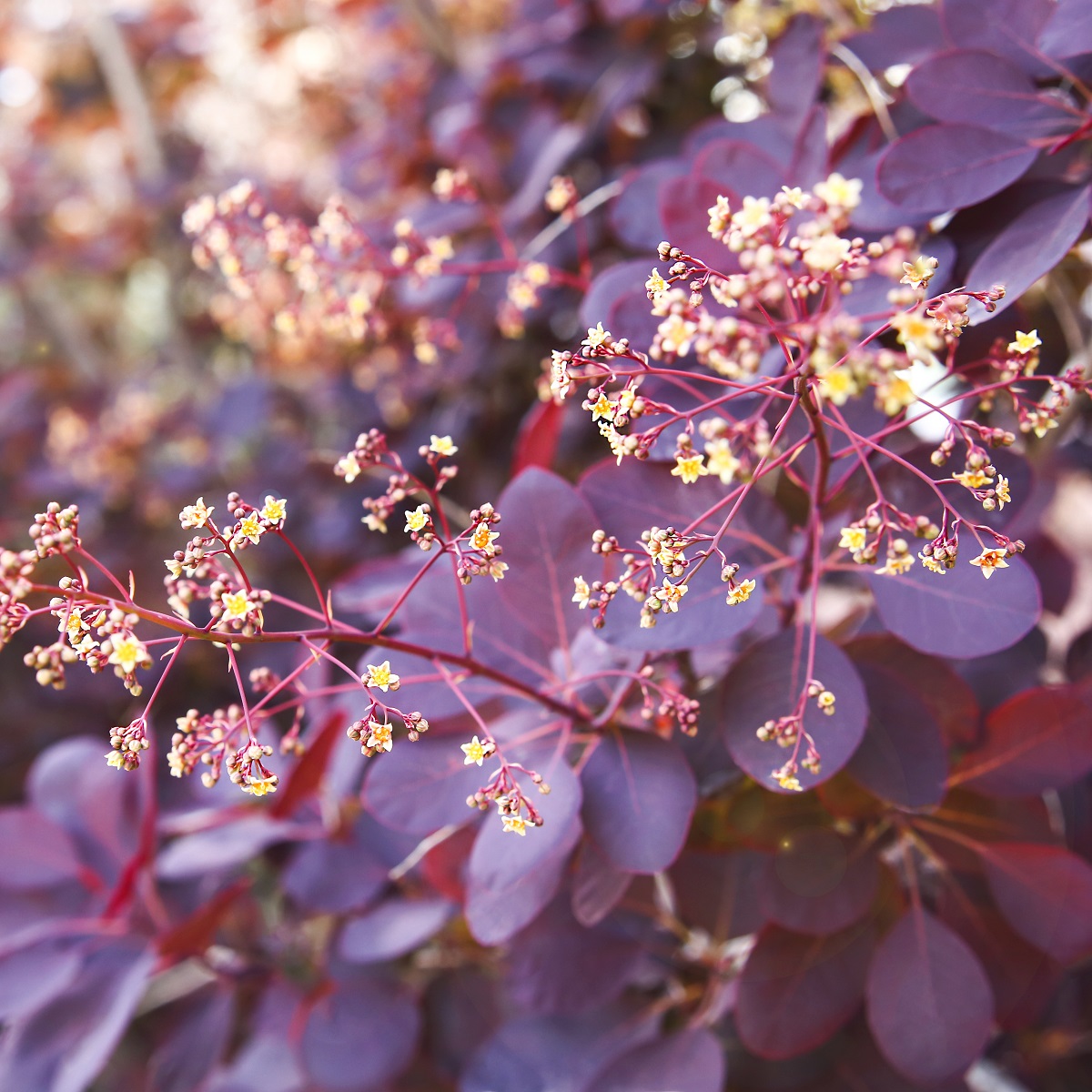 Cotinus coggygria 'Royal Purple' 4,5L