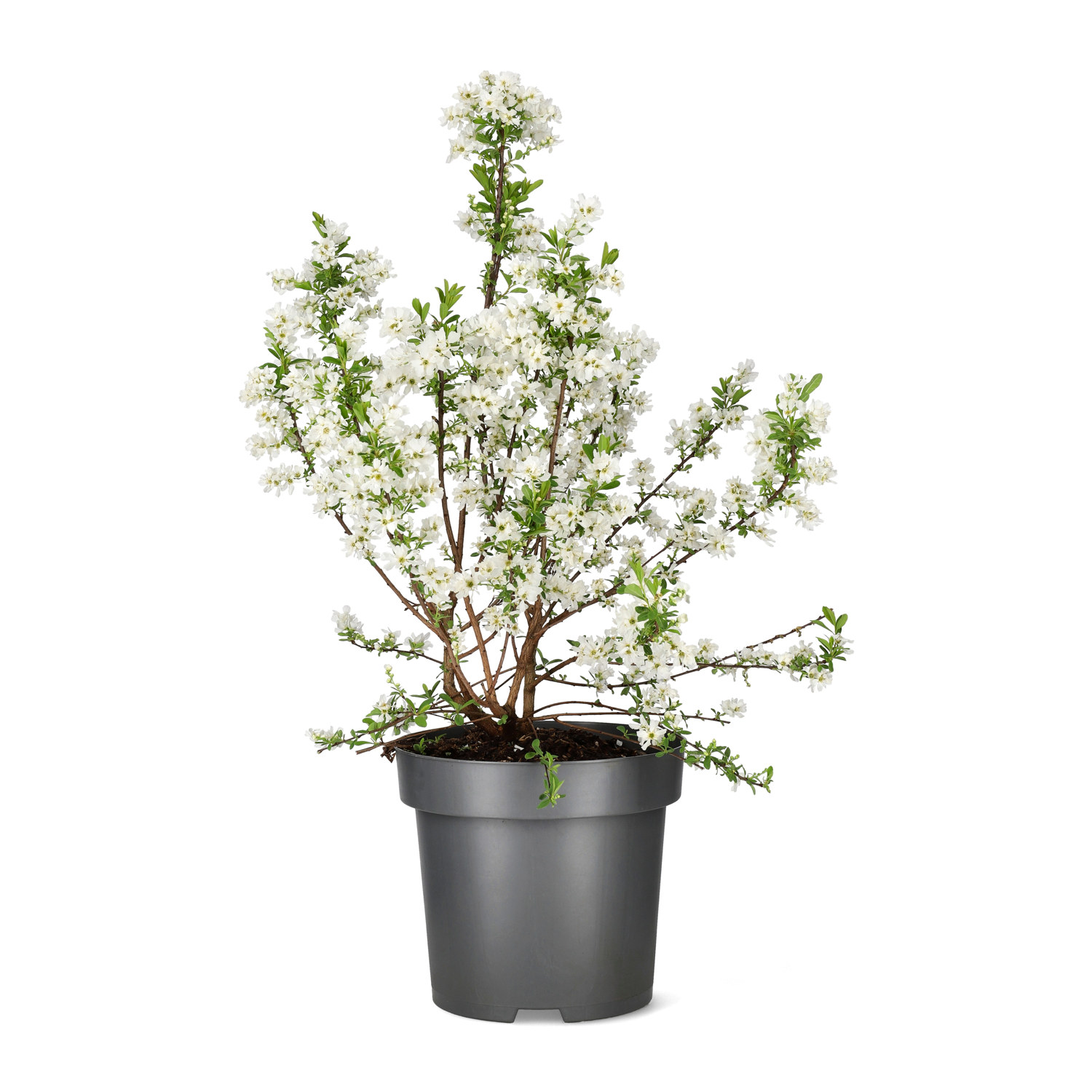 Exochorda racemosa 'Niagara' 4,5L