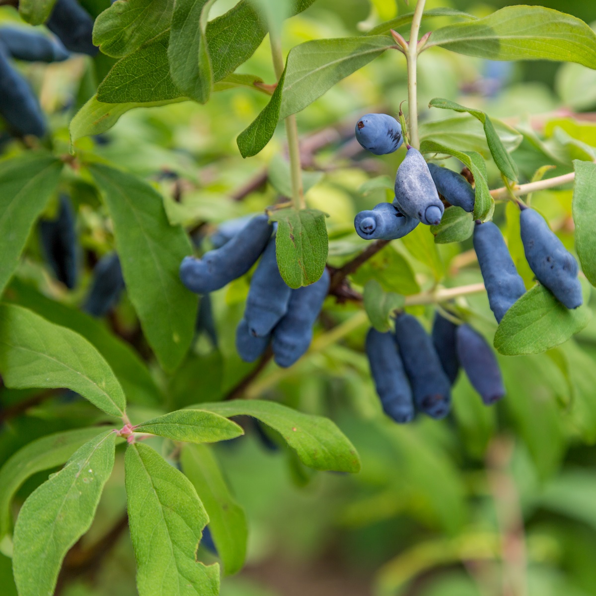 Lonicera caerulea var. kamtschatica 'Balalajka' 4,5 L