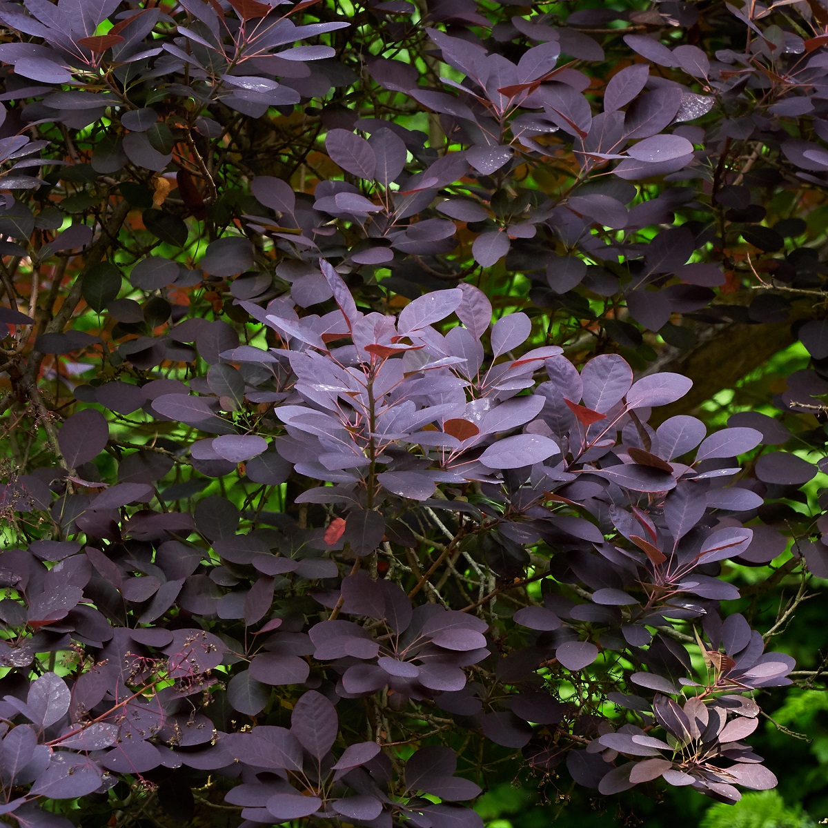 Cotinus coggygria 'Royal Purple' 4,5L