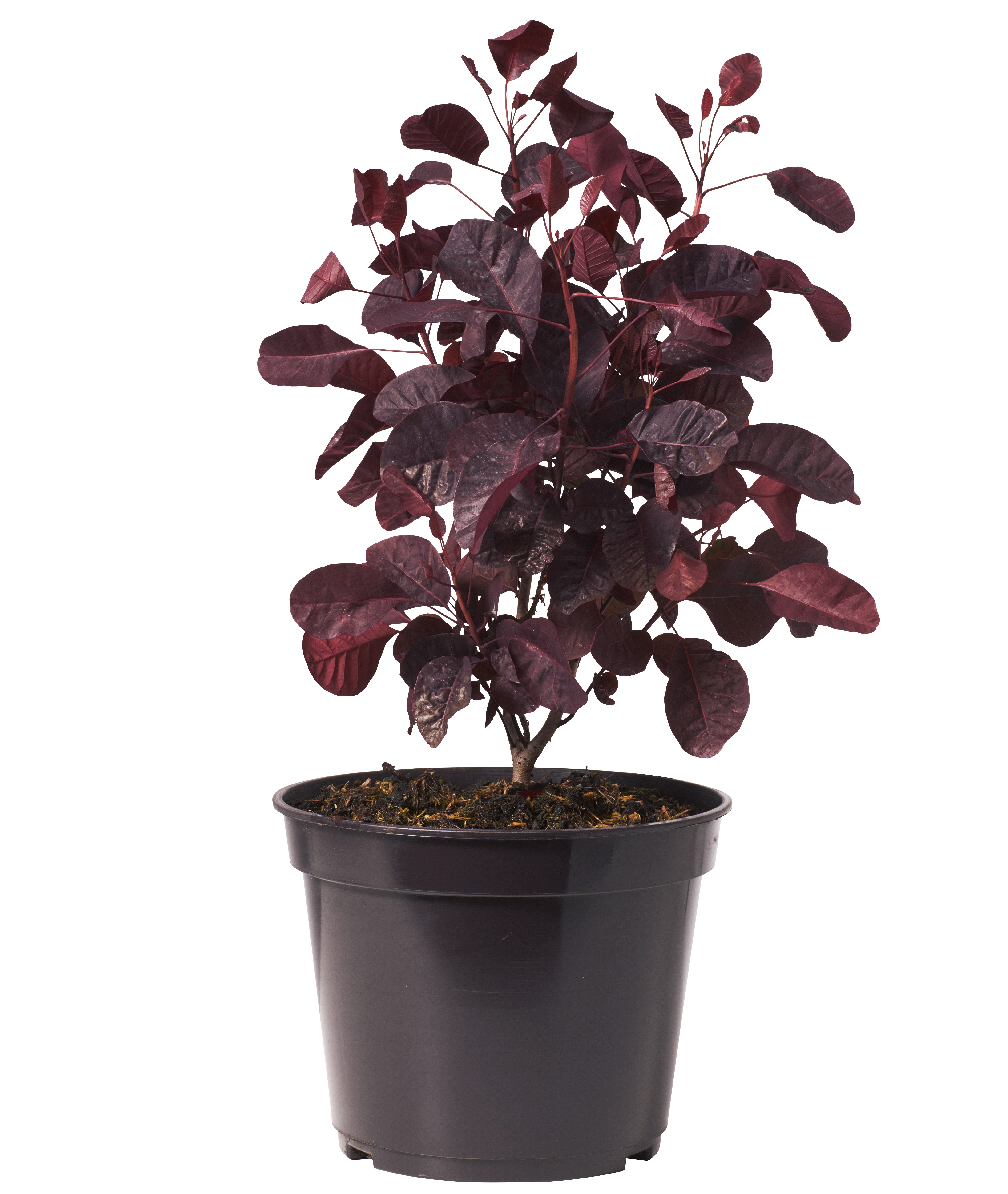 Cotinus coggygria 'Royal Purple' 4,5L
