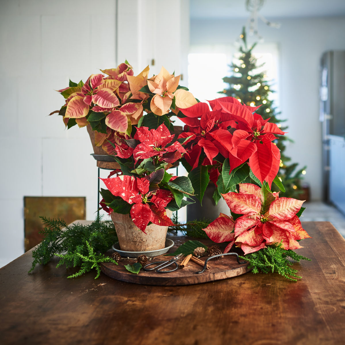 Julestjerne 'SkyStar'