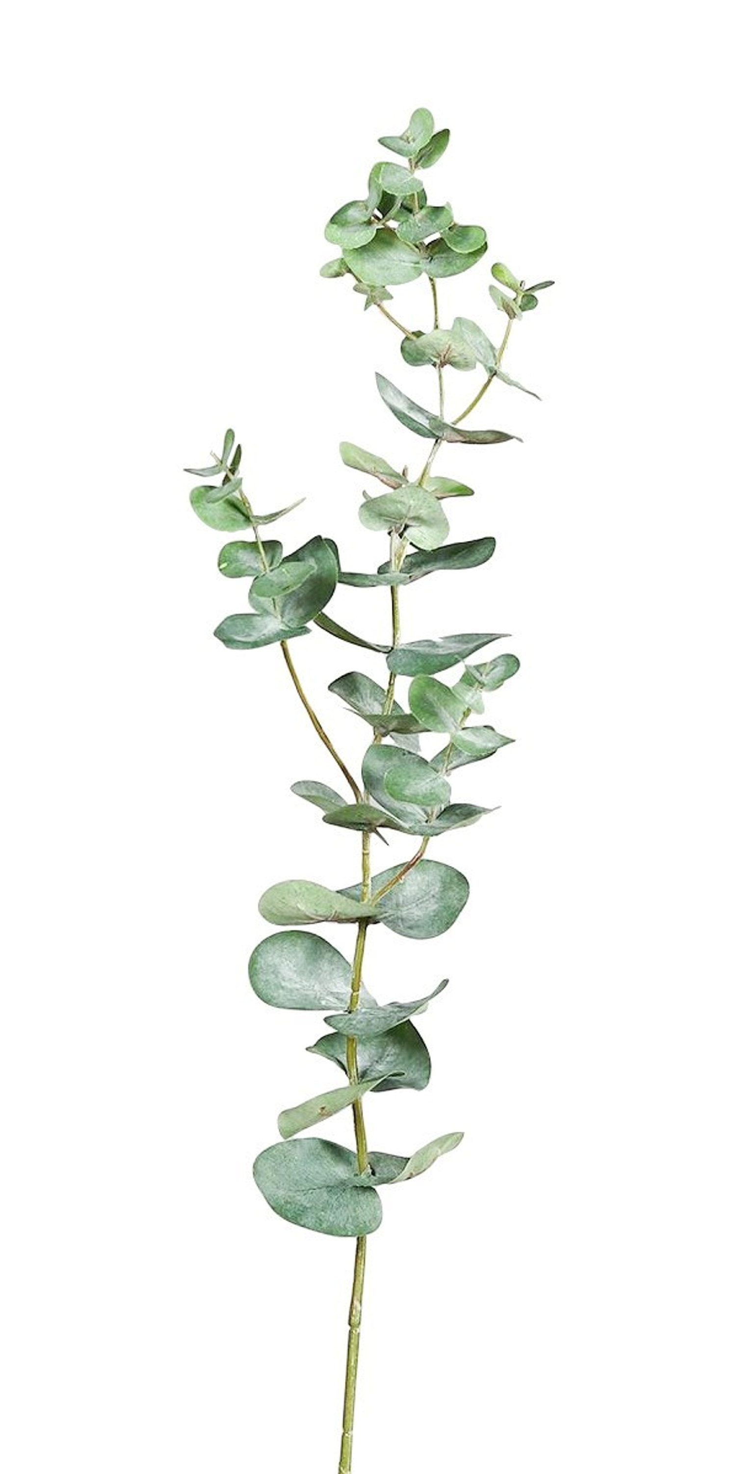 Eucalyptus branch H74 green