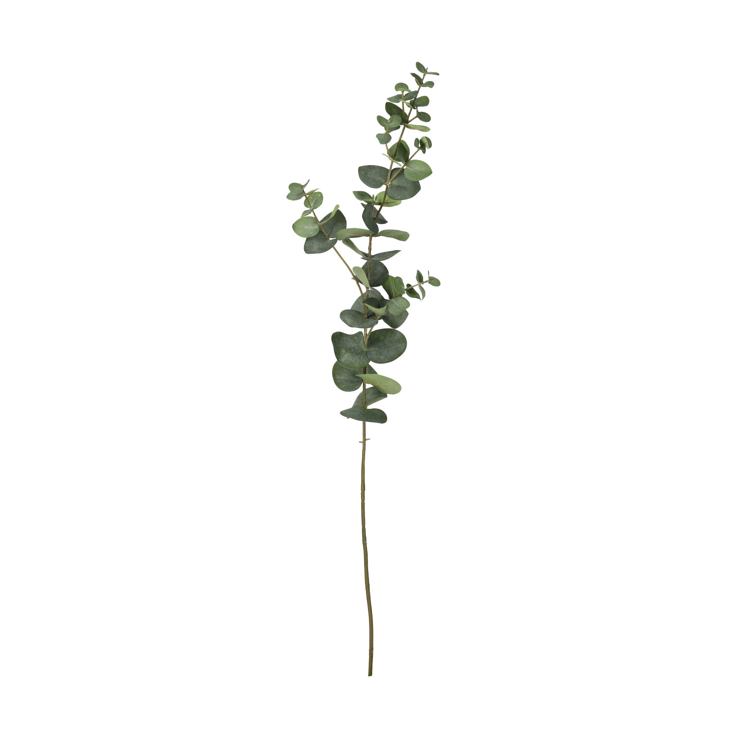 Eucalyptus branch H74 green