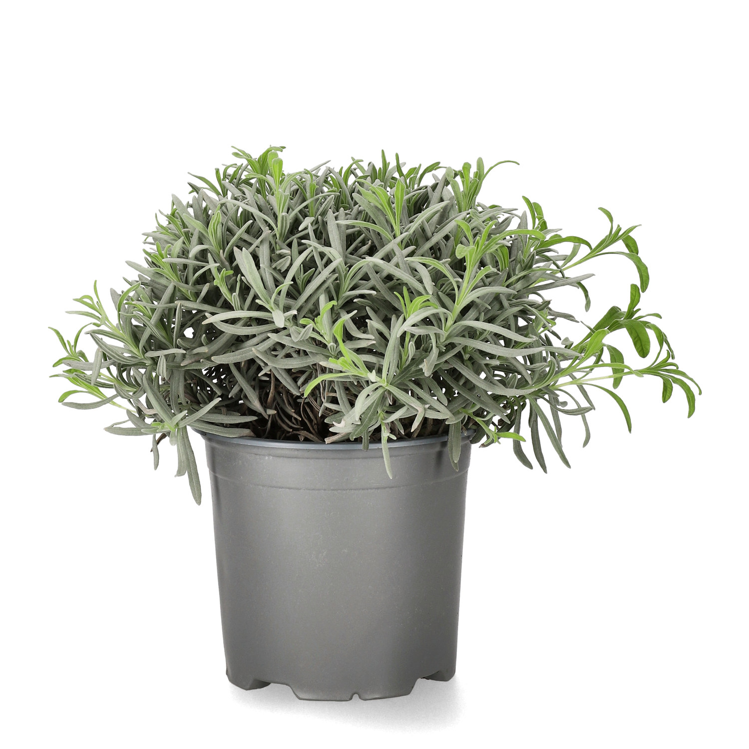 Lavandula officinalis 14 cm