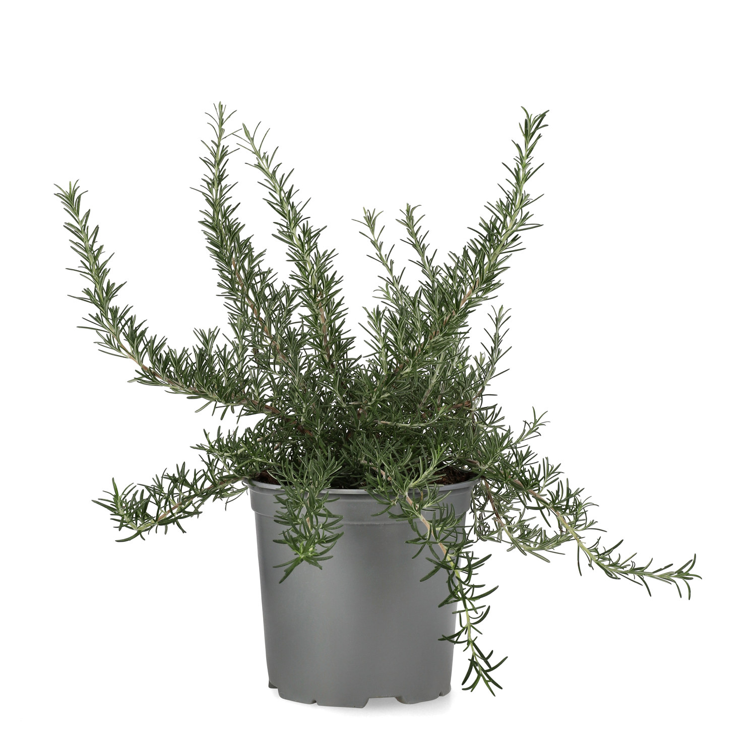 Rosmarinus prostratus 19 cm