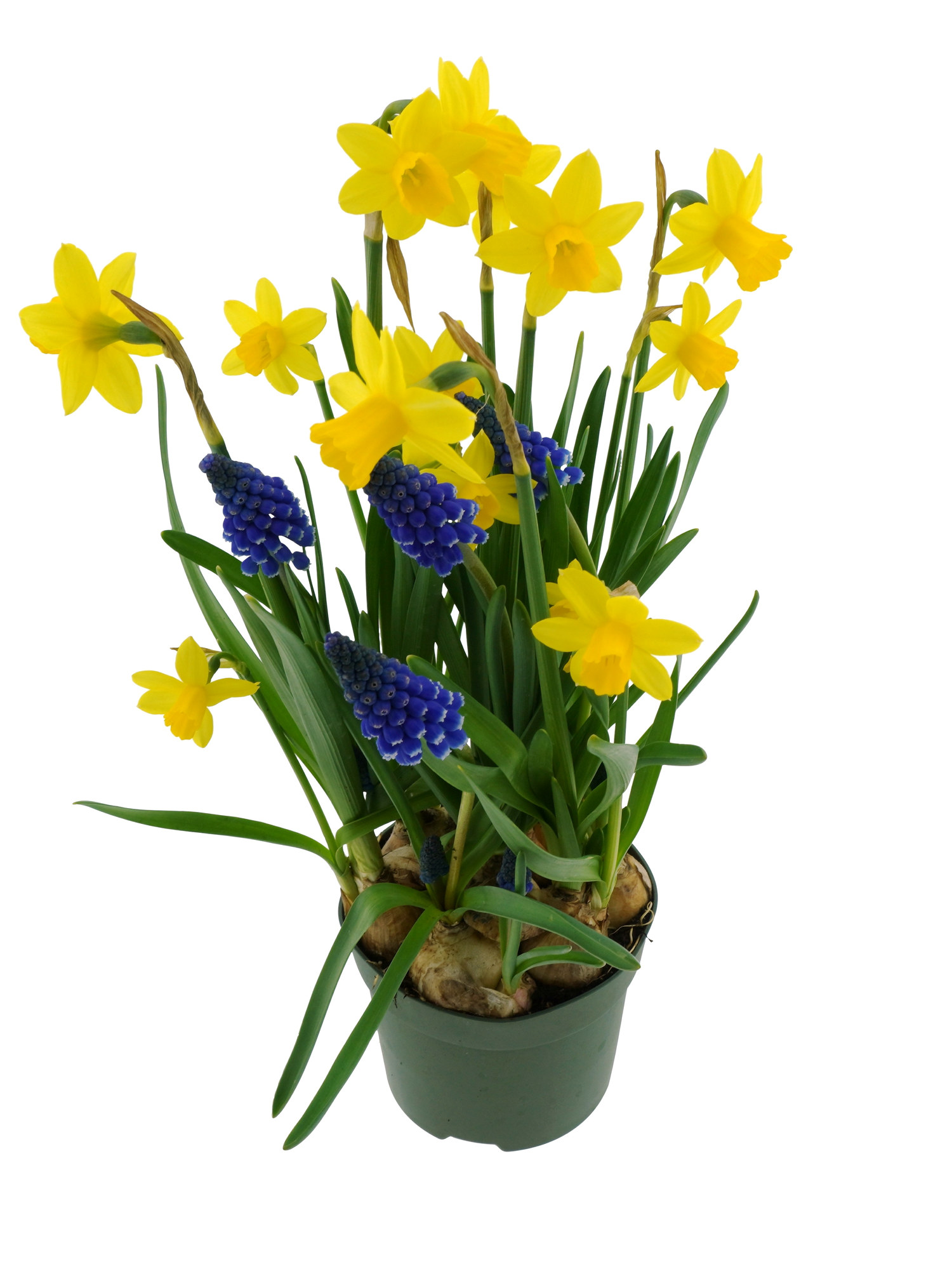 Narciss Romantic Garden