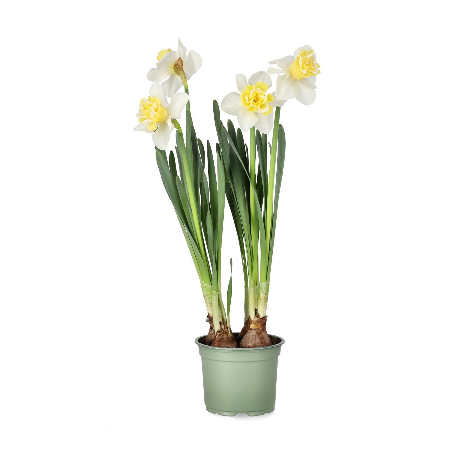 Narcissus 'Sunny Light' 12 cm