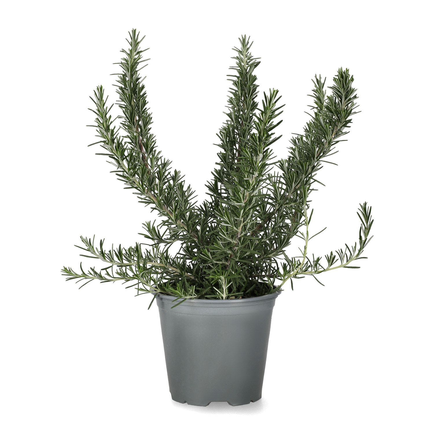 Rosmarin ‘Prostratus’