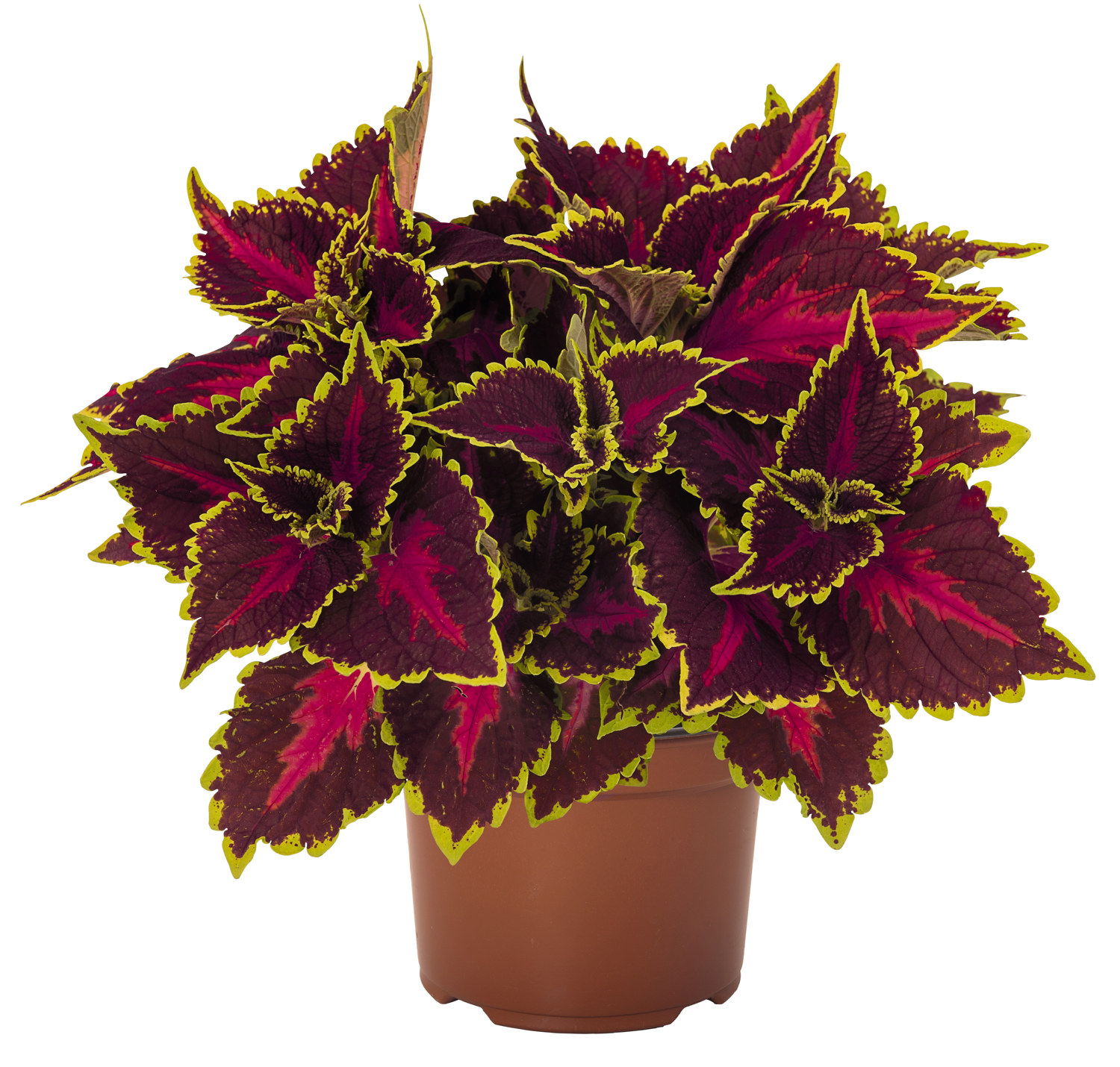 Coleus 'Hollywood Boulevard' 12 cm