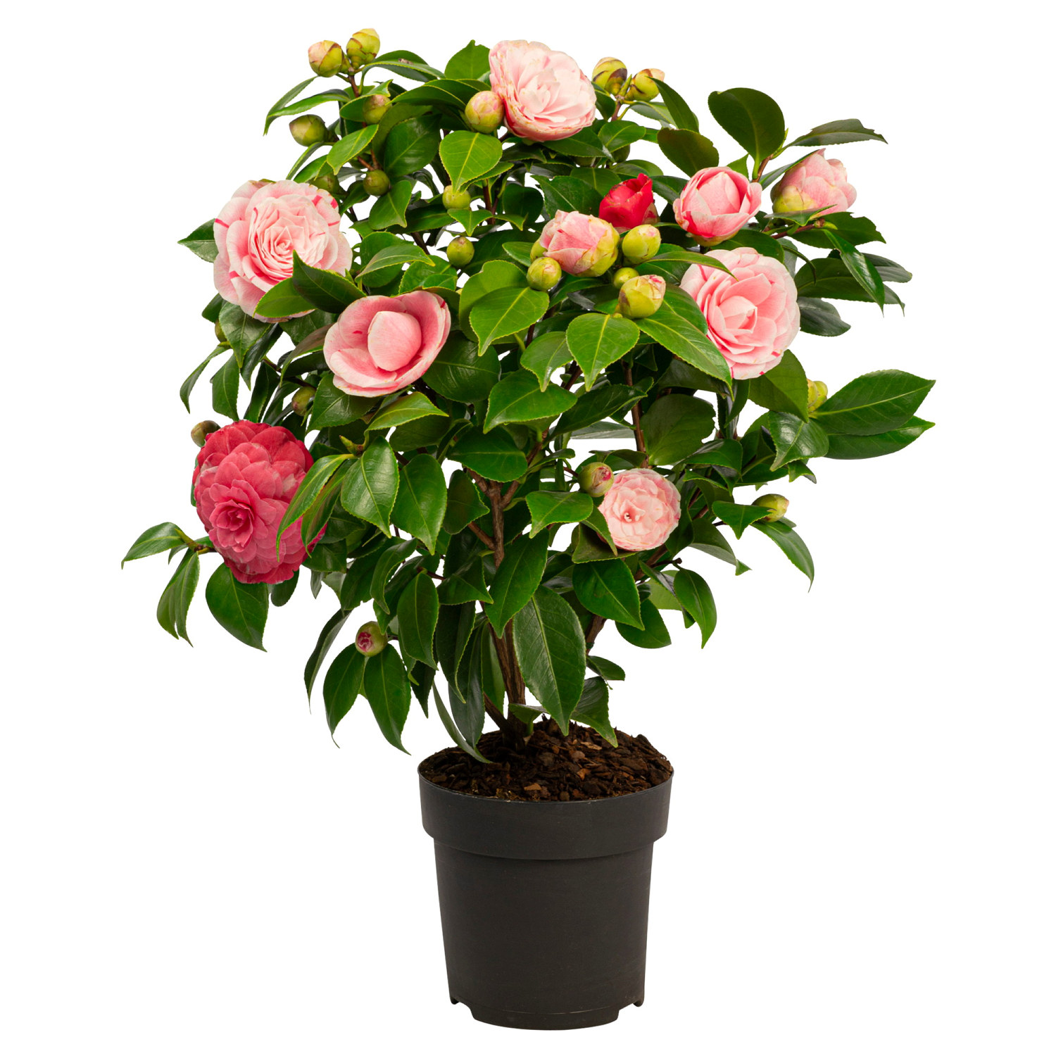 Camellia jap. 'Bonomiana' 15 cm