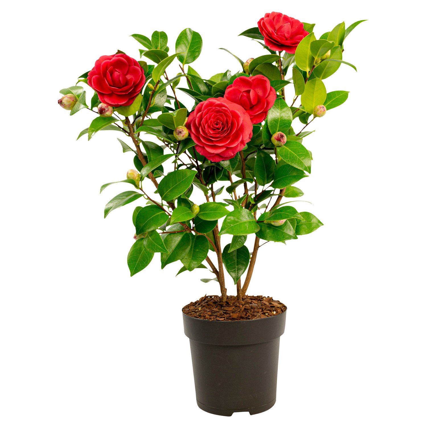 Camellia jap. 'Black Lace'  15 cm