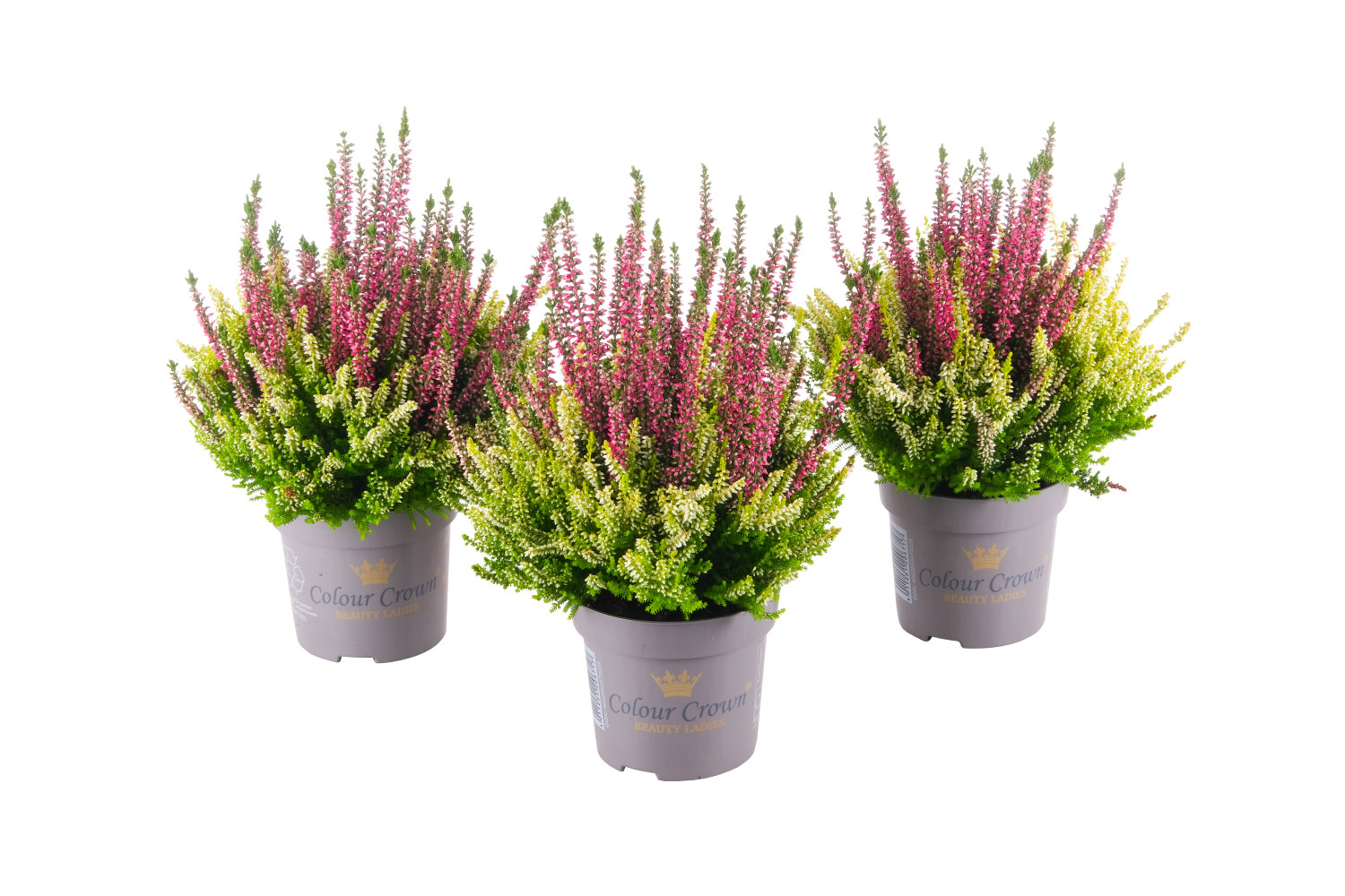 Ljung BEAUTY LADIES 'Color Crown'