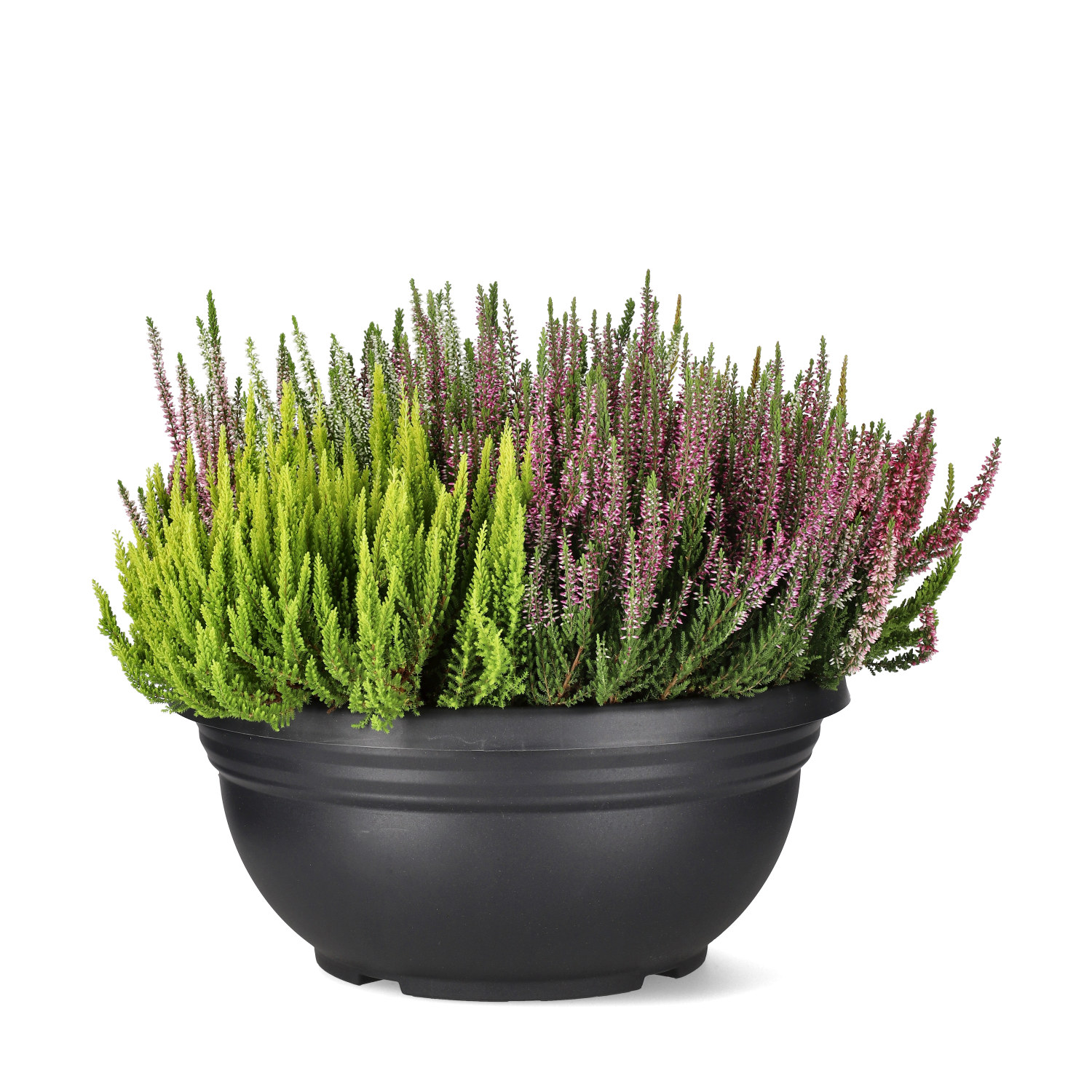 Røsslyng BEAUTY LADIES 'Mosaica'