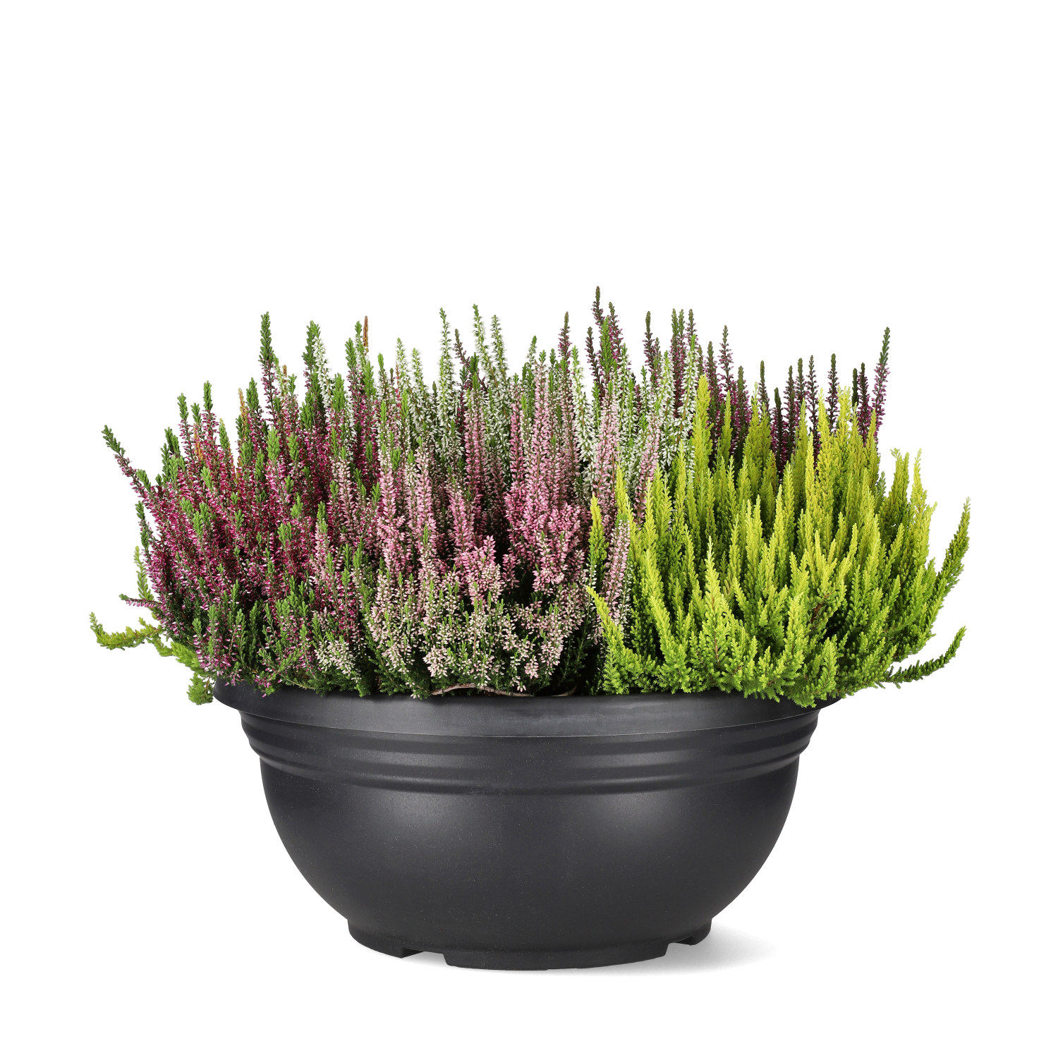 Røsslyng BEAUTY LADIES 'Mosaica'