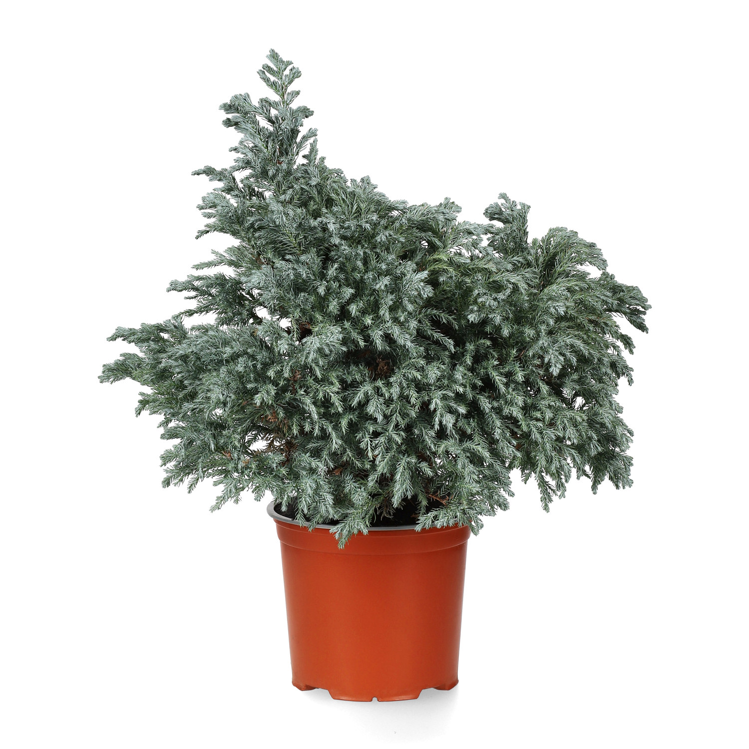 Ärtcypress 'Sky Blue'