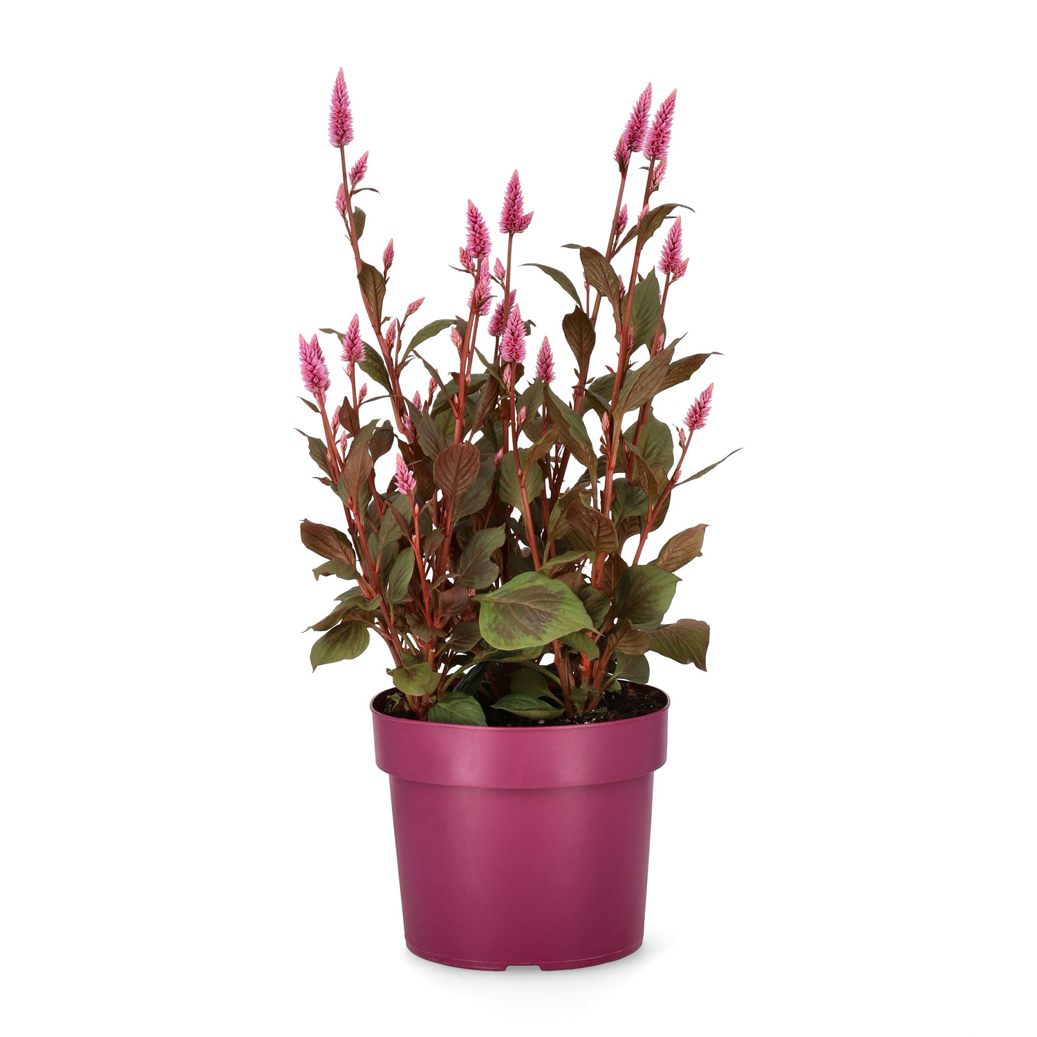 Celosia c. 'Wild Pink' 19 cm