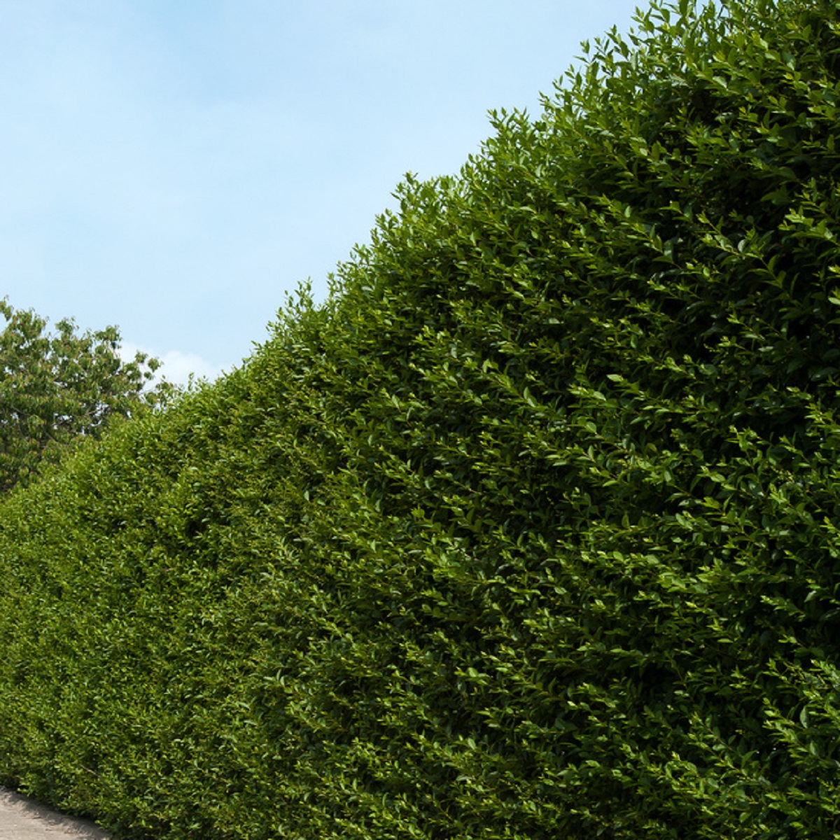 Ligustrum ovalifolium 4,5L