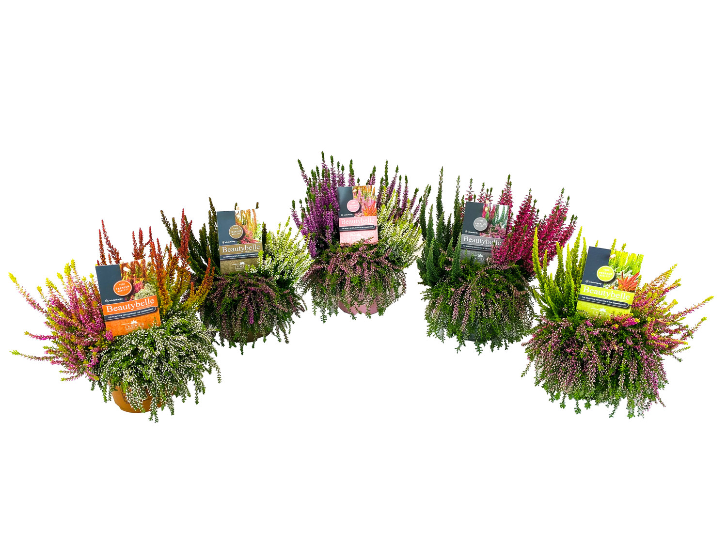 Røsslyng 'Beauty Bella'