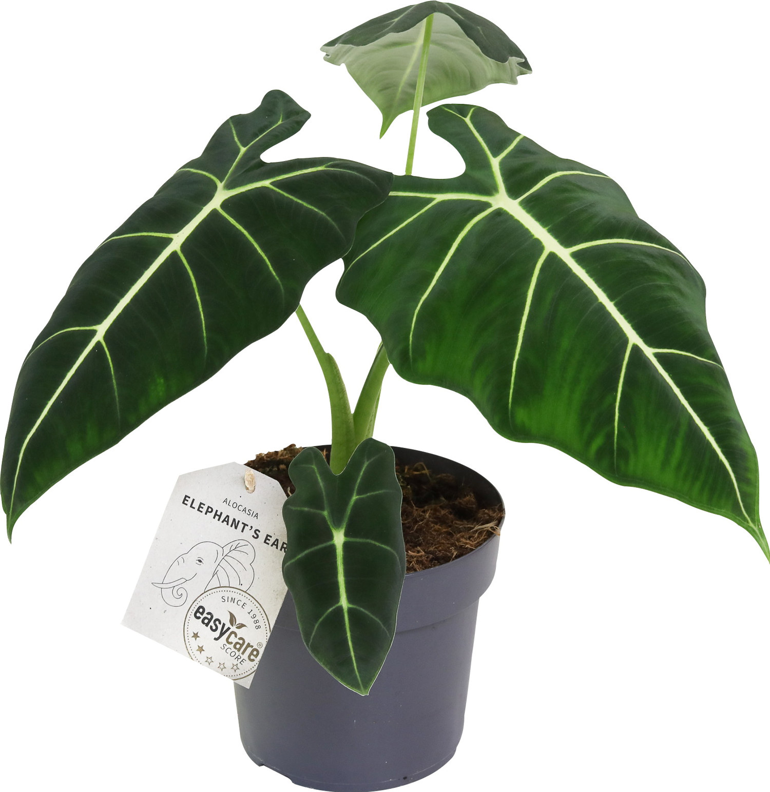 Alocasia micholitziana 'Frydek' 17 cm