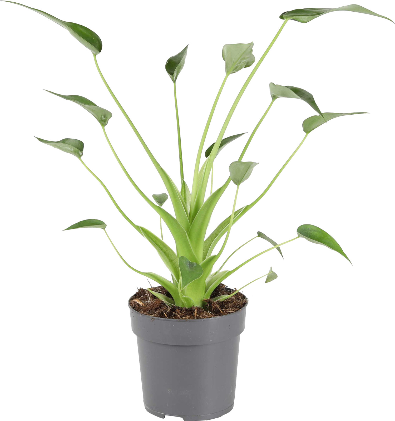 Alocasia 'Tiny Dancer' 11 cm